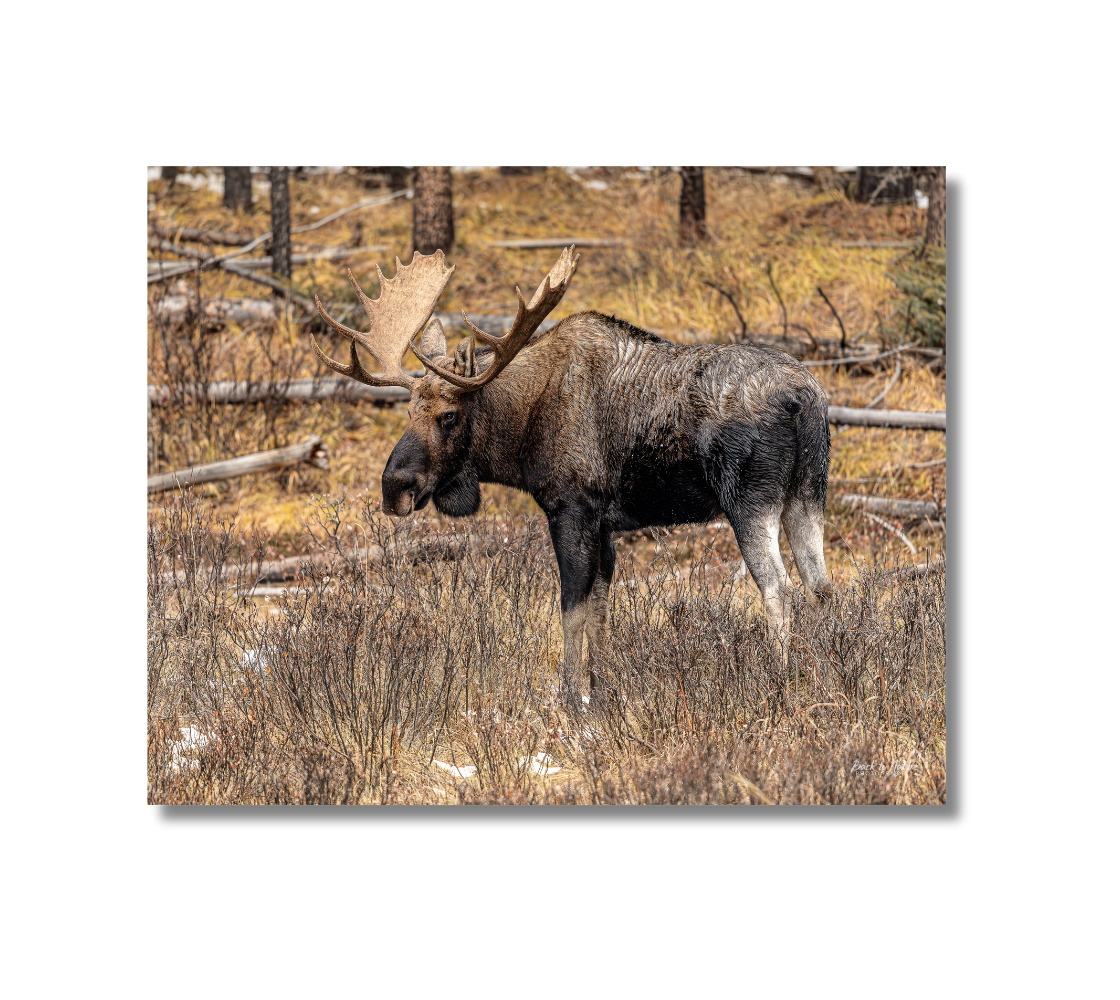 Metal print of a bull moose standing in a forest with trees and fallen logs in the background.
