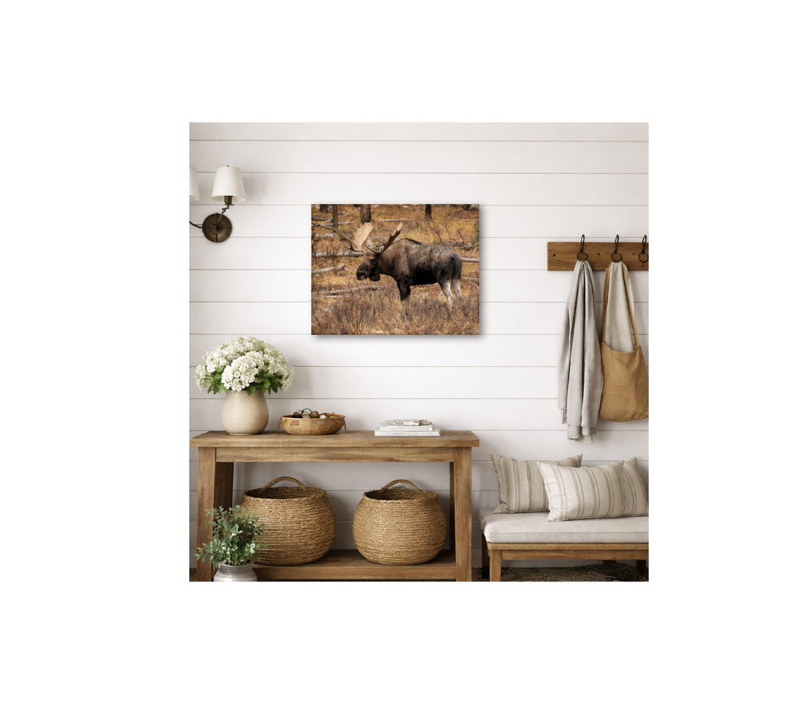 A metal print of our photograph featuring bull moose standing in a mountain meadow with golden background hanging on a wall in front entrance over wood table.