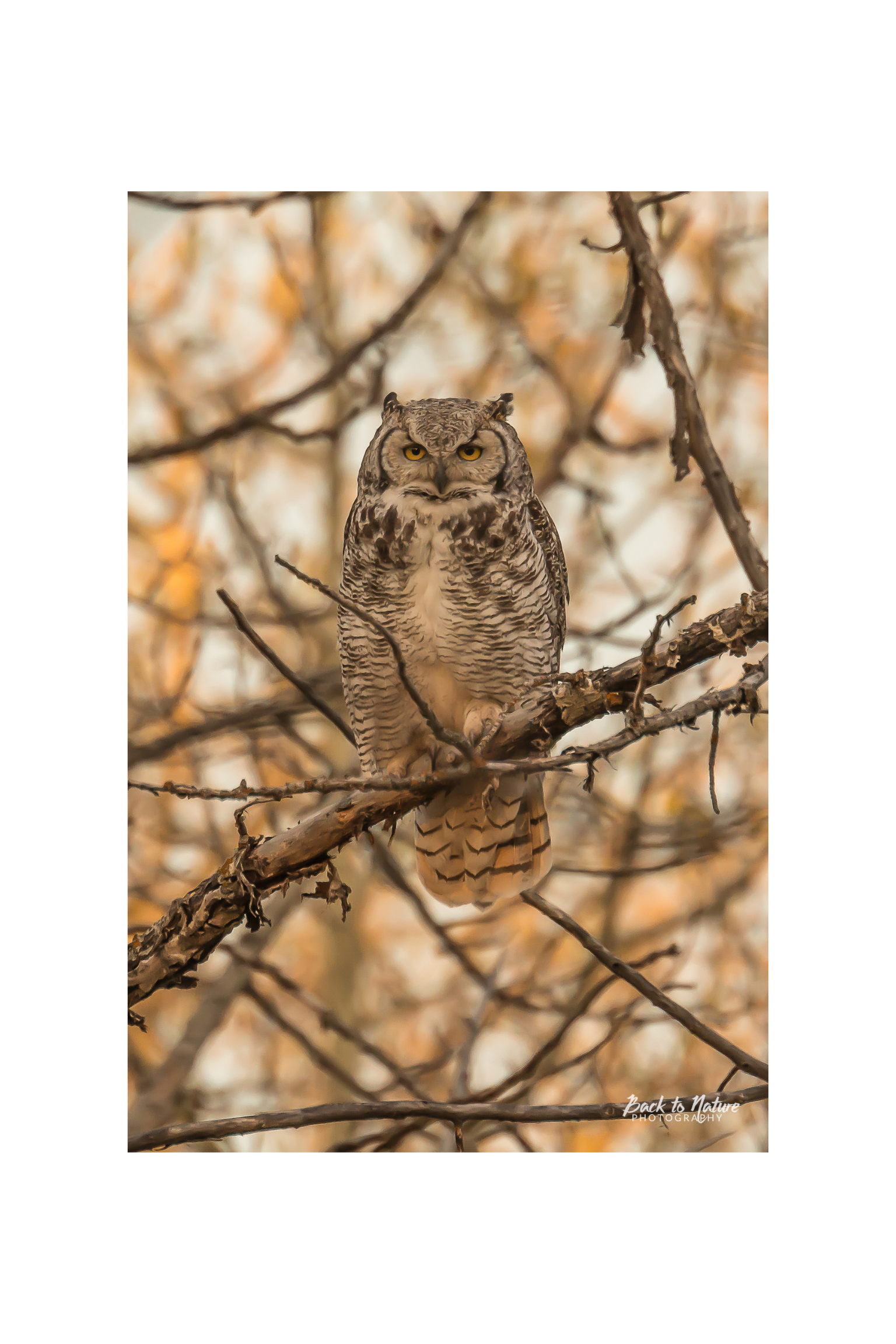 "Camouflaged" Great Horned Owl Canvas Print