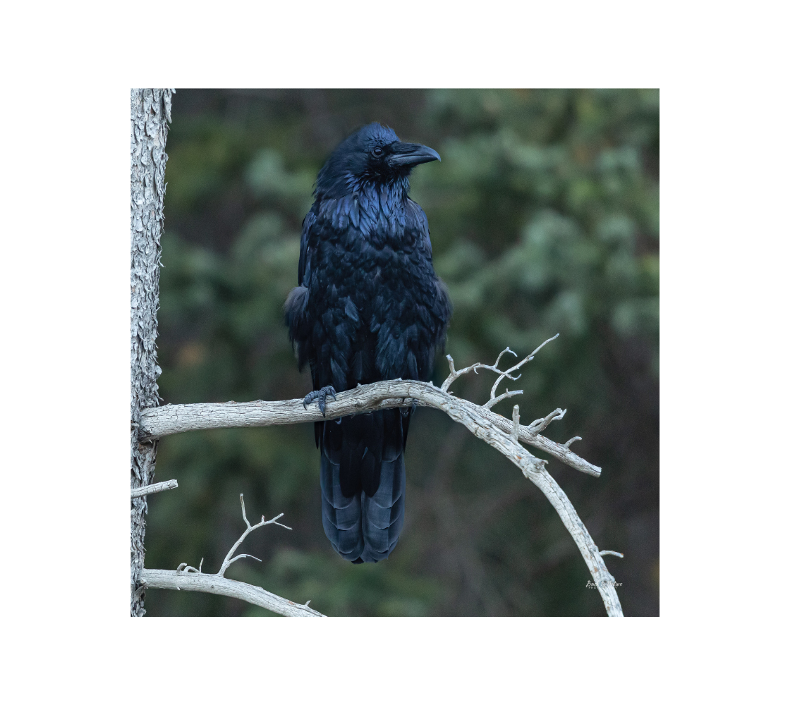 Raven on a branch with a blurred green background.
