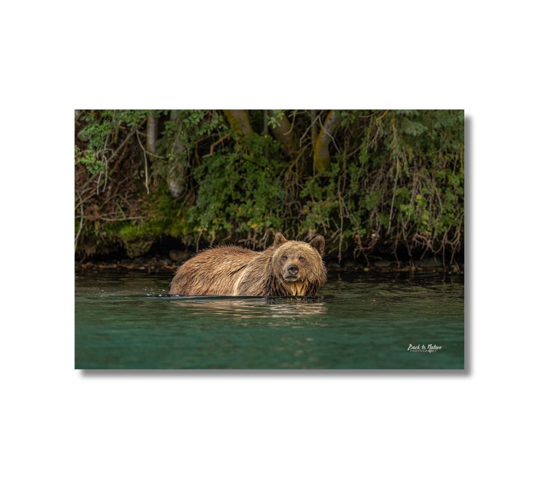 16 x 24 inch fade resistant canvas print. Grizzly bear wading in the icy teal blue water. Background green trees and teal blue water.