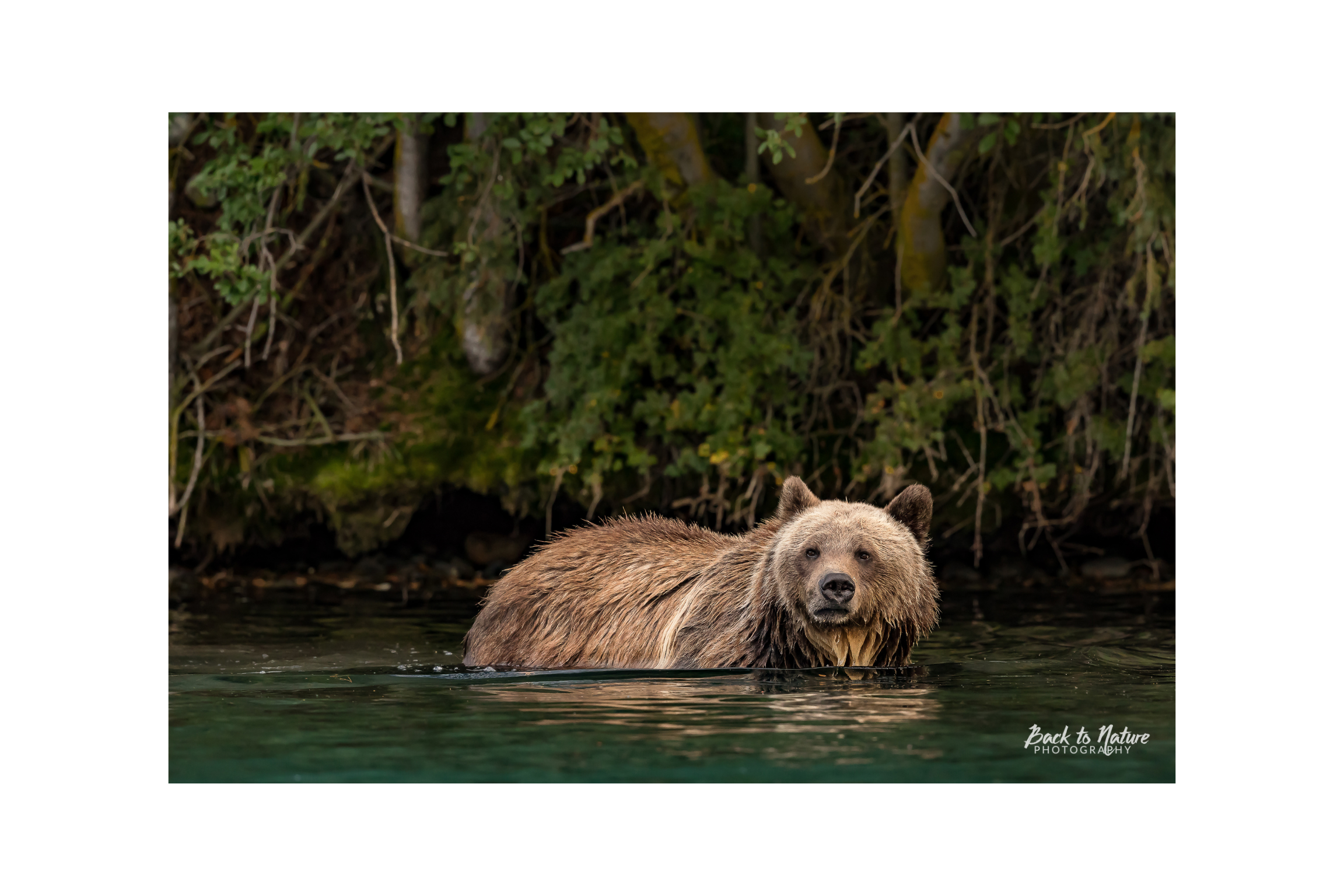 "Cool Blue" BC Mountain Grizzly Bear Canvas Print