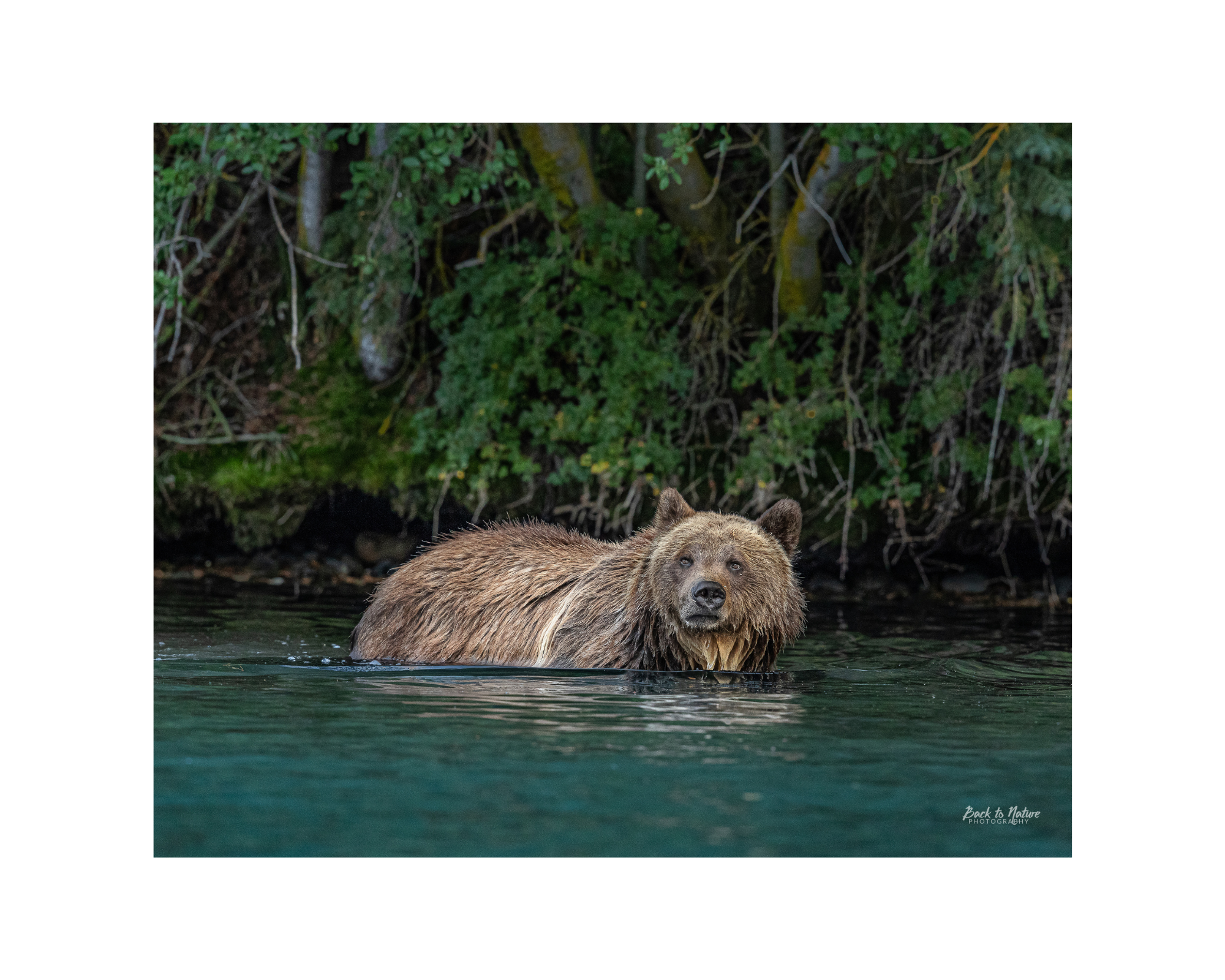 "Cool Blue" Mountain Grizzly Bear 10" x 8" Matted Print