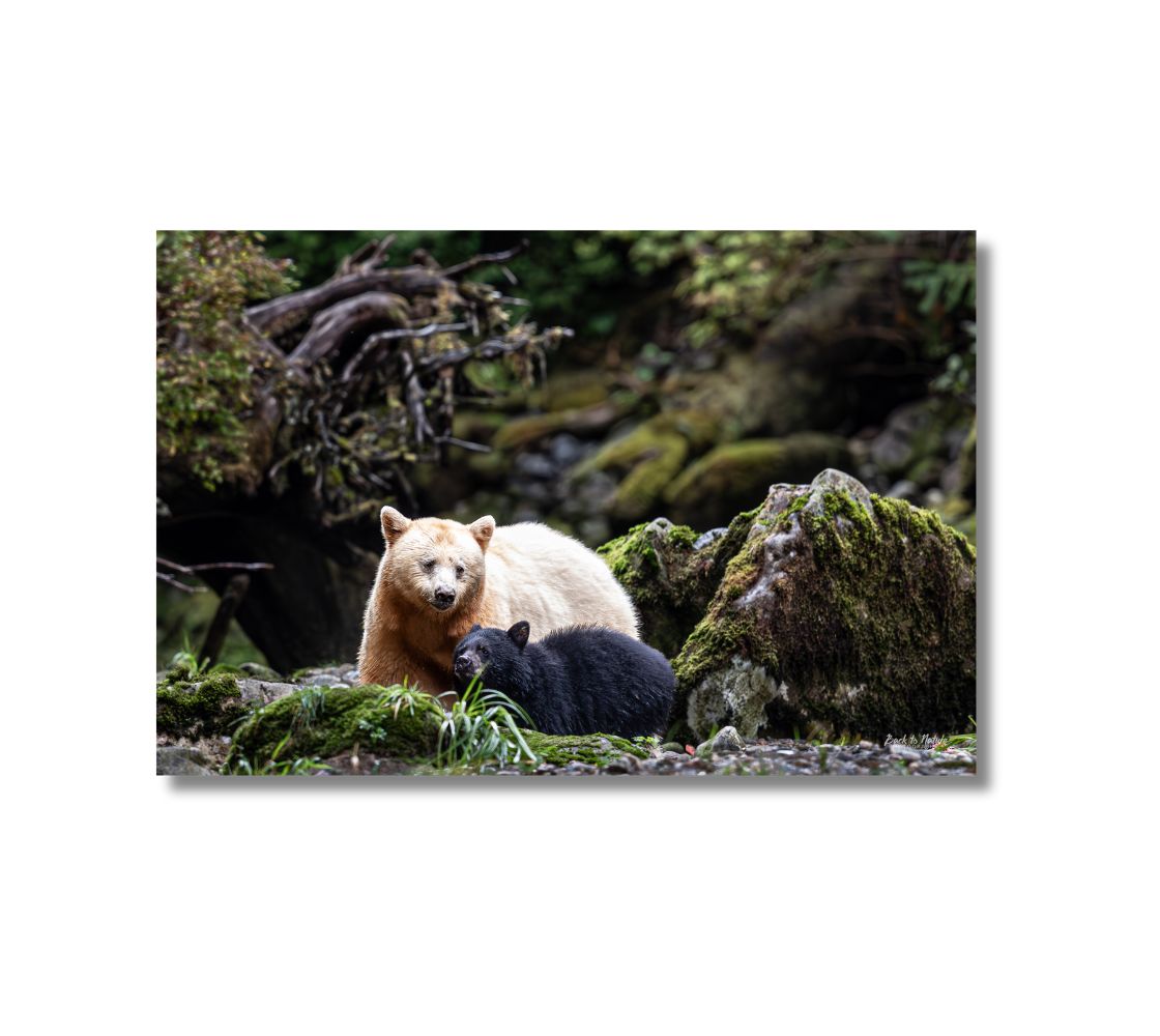 This image is of a canvas print of a white momma spirit bear with her black bear cub beside her. The background is grey rocks and tree roots covered in green moss, with a distant mottled background. 