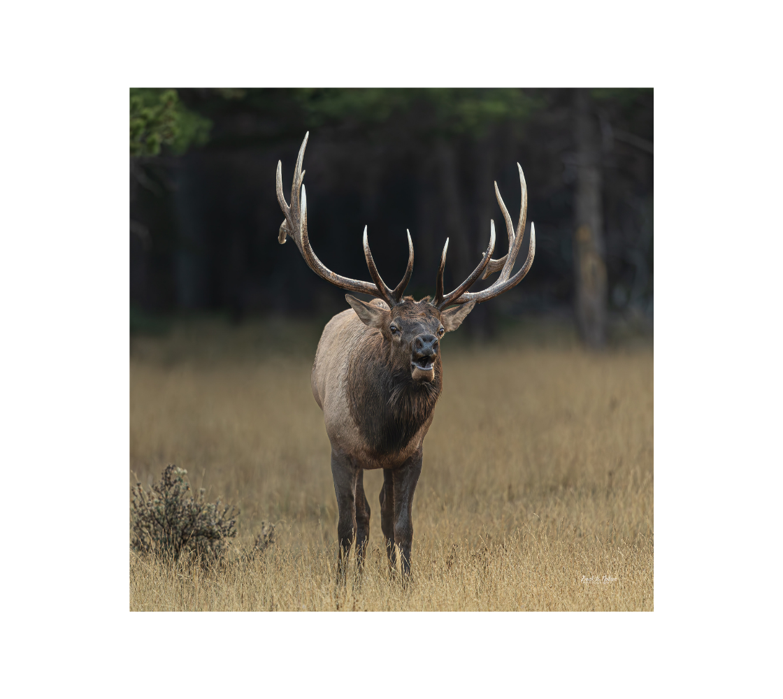 Bull elk standing and bulging with a autumn background.