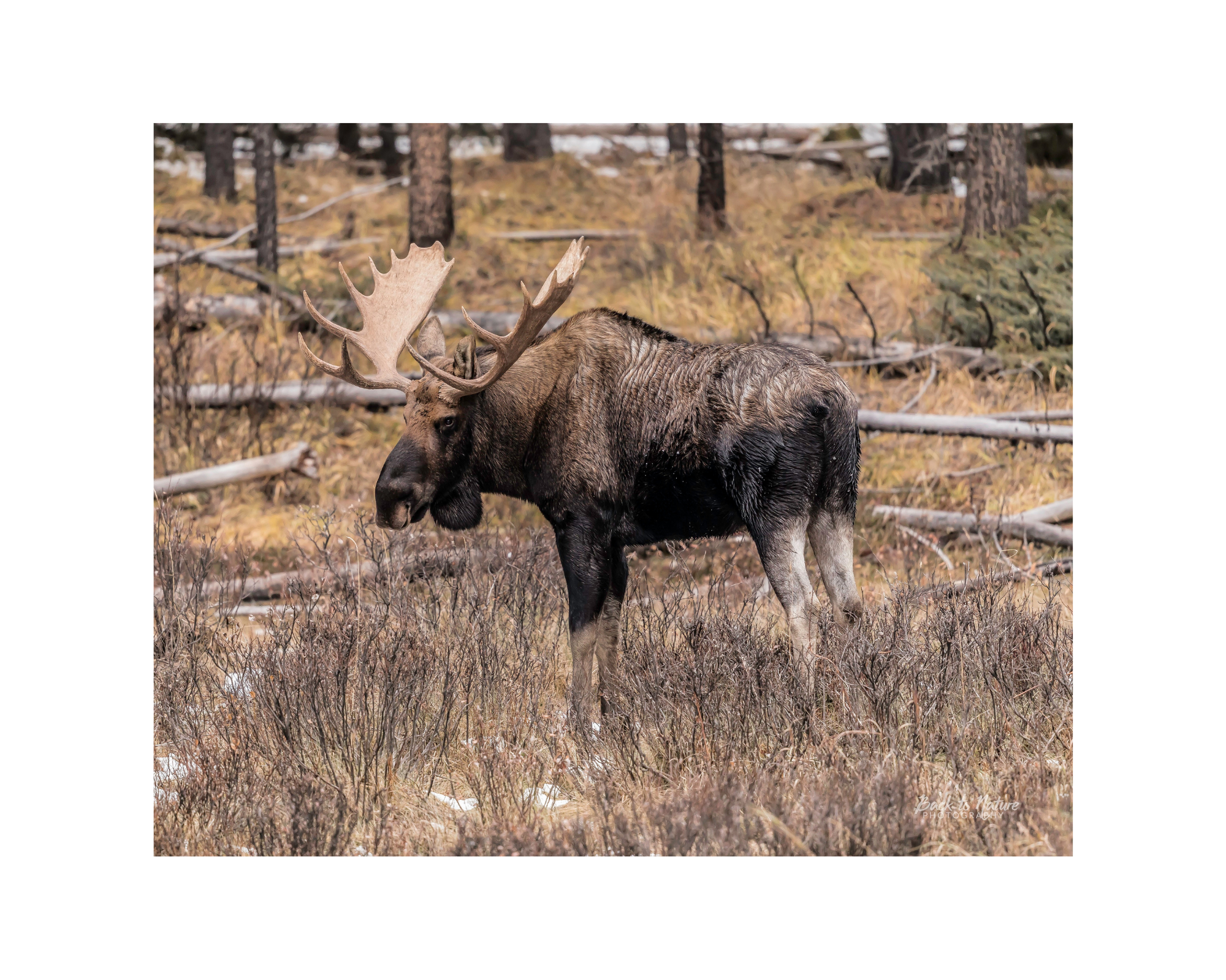 "Emperor of the Valley" Bull Moose - 10" x 8" Matted Print