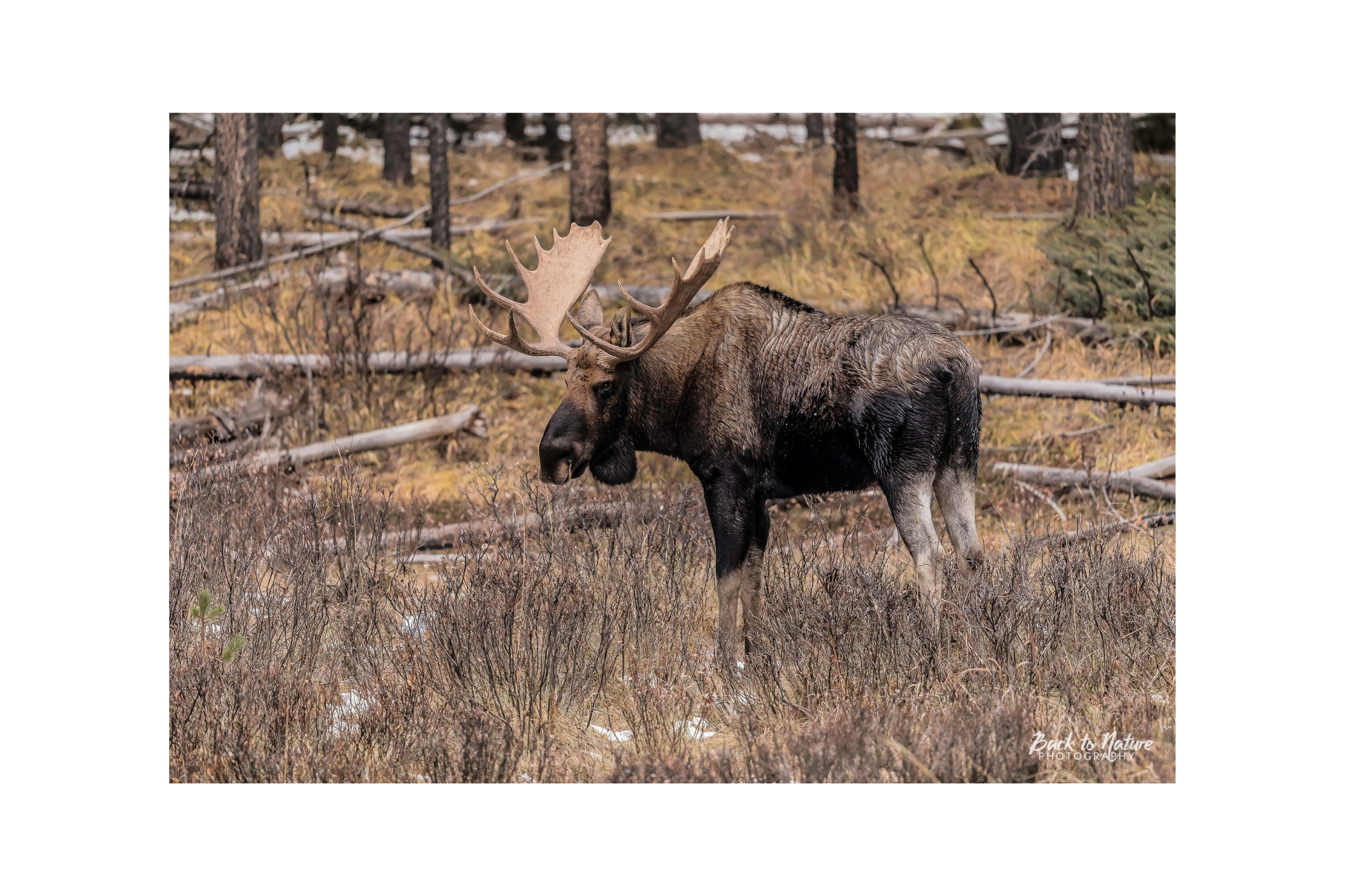 "Emperor of the Valley" Bull Moose Canvas Print