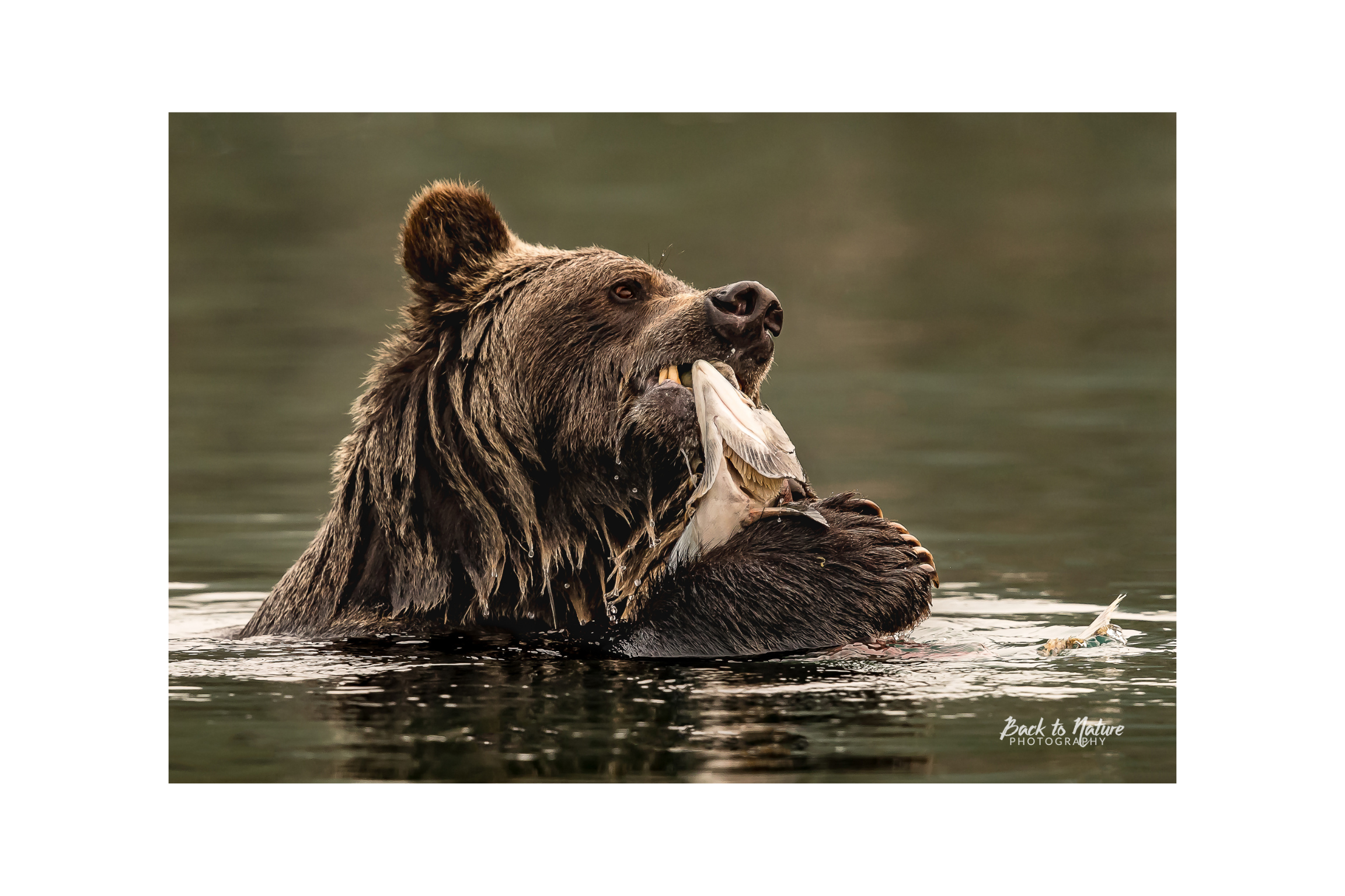 "First Bite" BC Mountain Grizzly Canvas Print