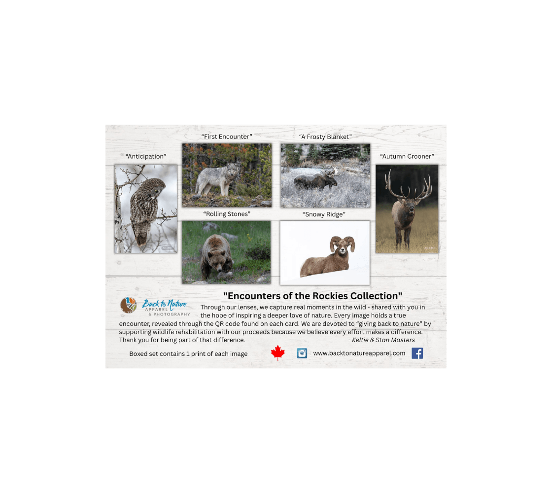 A index card with six different wildlife images from our real wildlife photography.