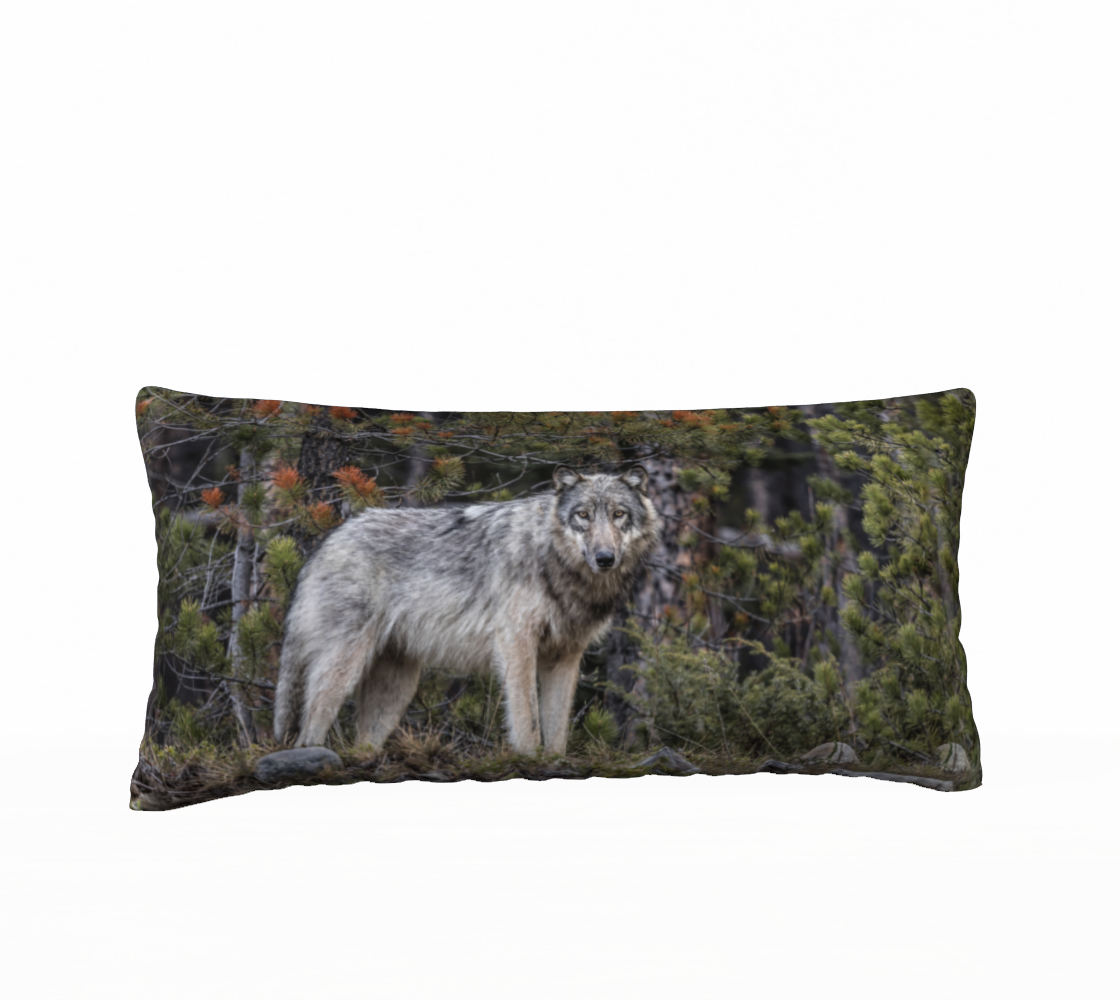 This 12 x 24 inch plush velveteen cushion cover is a photo of a beautiful grey wolf. The background is of evergreen trees and grey bushes, while the wolf has a full and fluffy coat in various tones of grey and white and black with beautiful yellow eyes looking directly at you. The cushion cover background is grey and green pine trees.