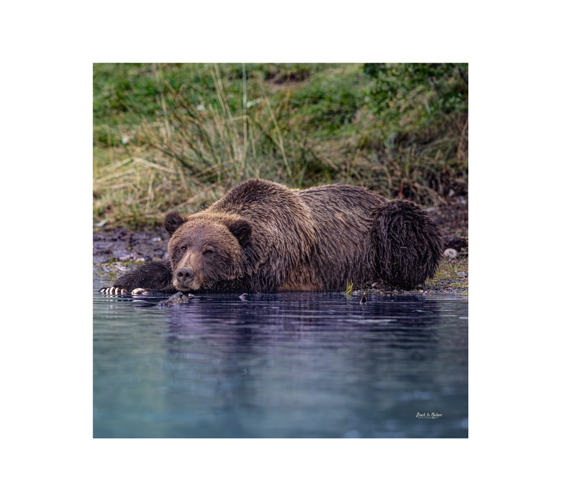 A grizzly bear lying by a river with grass and rocks in the background.