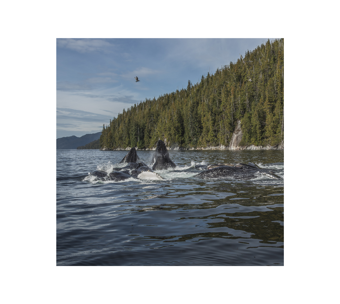 Humpback whales in the ocean with a forested shoreline and clear sky.