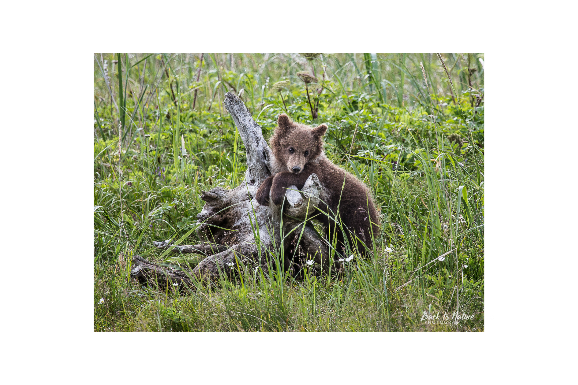 "Innocence" Alaskan Brown Bear Bear Cub Canvas Print