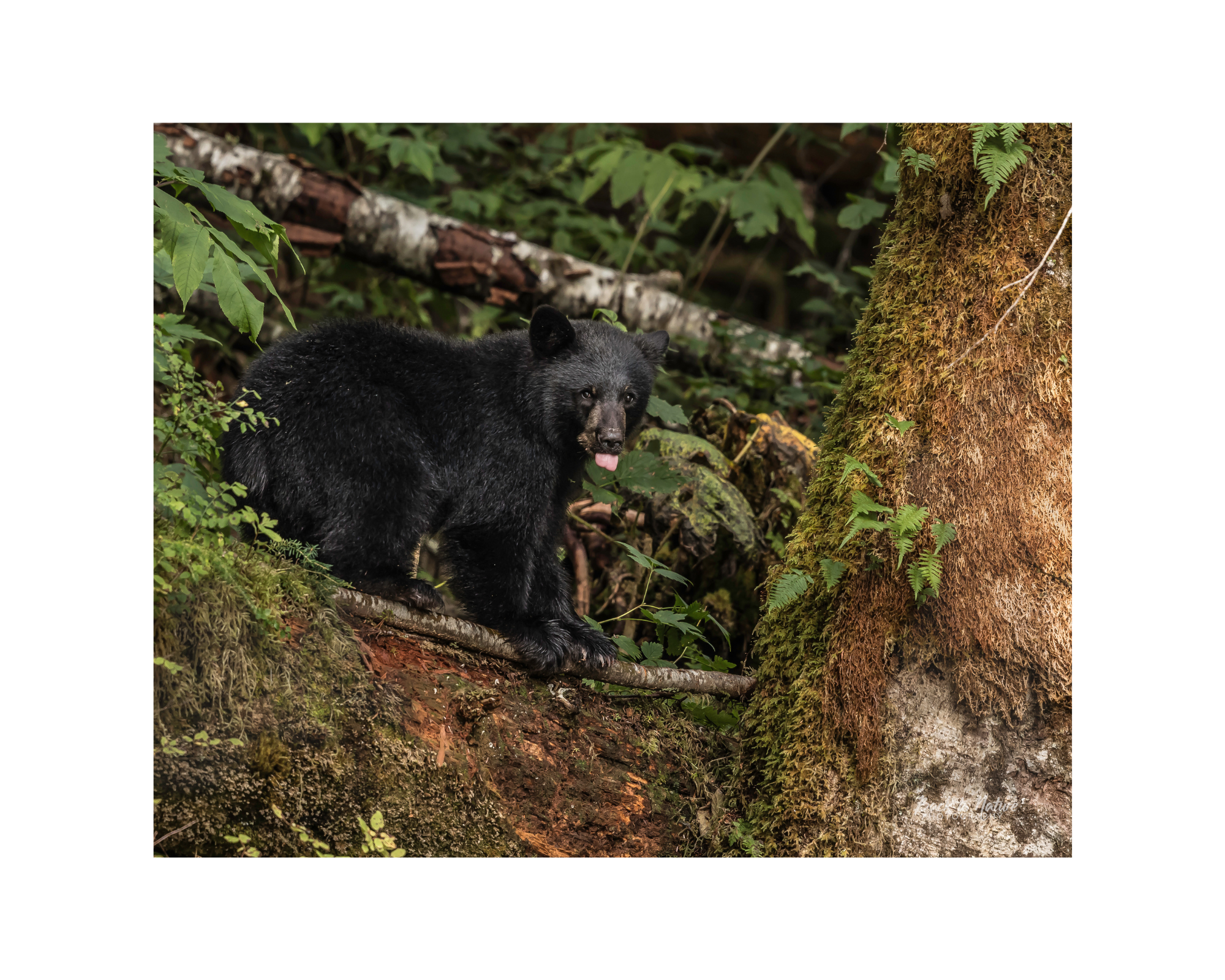 "Mischievous" Black Bear Cub  10" x 8" Matted Print