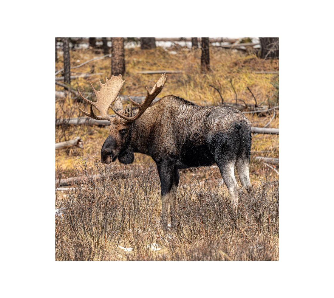 A bull moose standing a meadow with a gold and brown background.