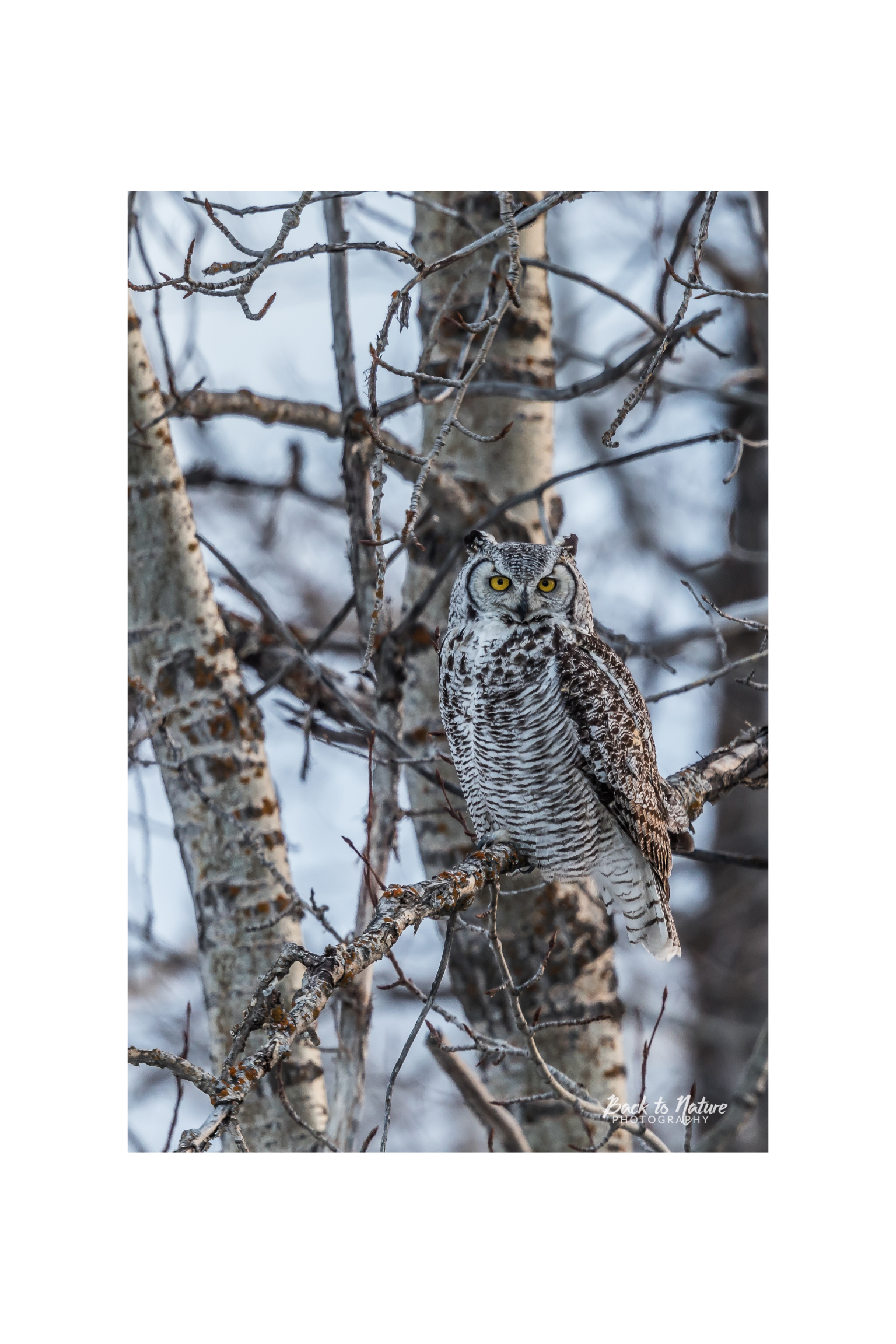 "Nature's Disguise" Great Horned Owl Canvas Print