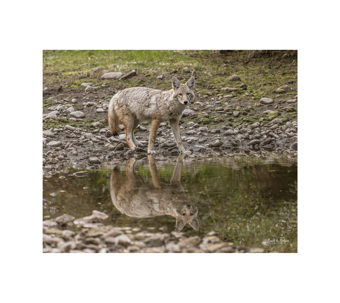 "On Alert" Coyote -10" x 8" Matted Print