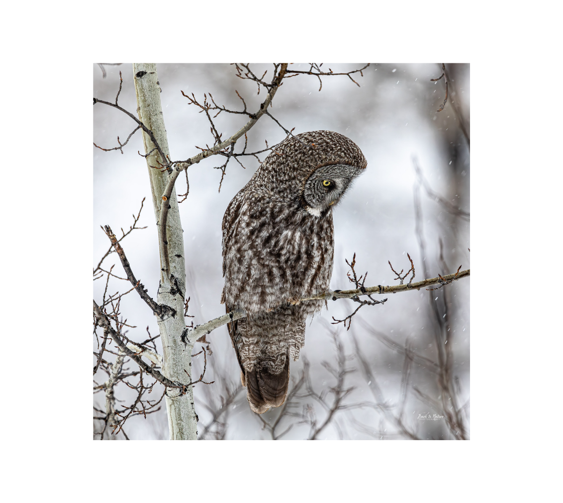 Great gray owl with a snowy background background.