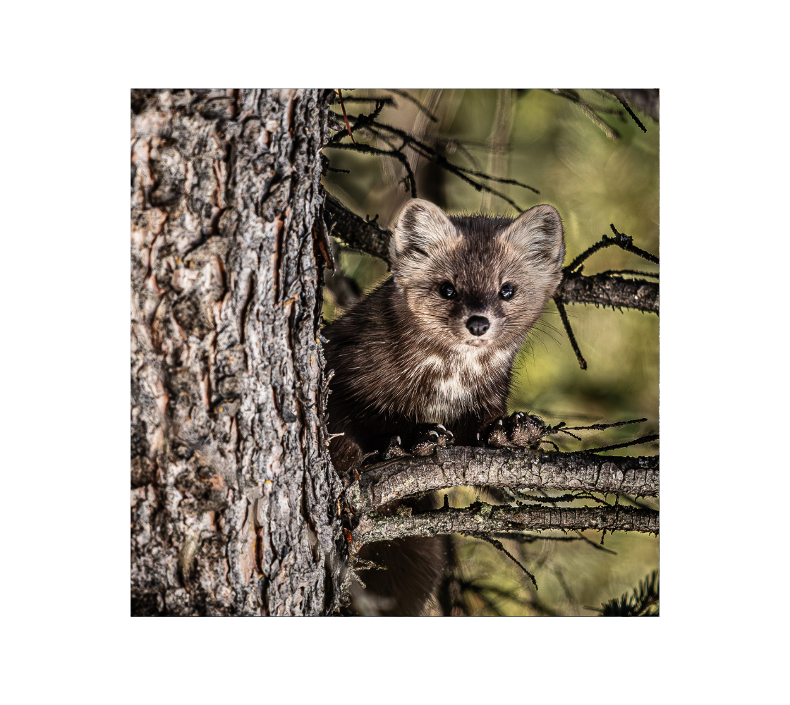 A pine martin peeking from behind a tree trunk in a natural setting.