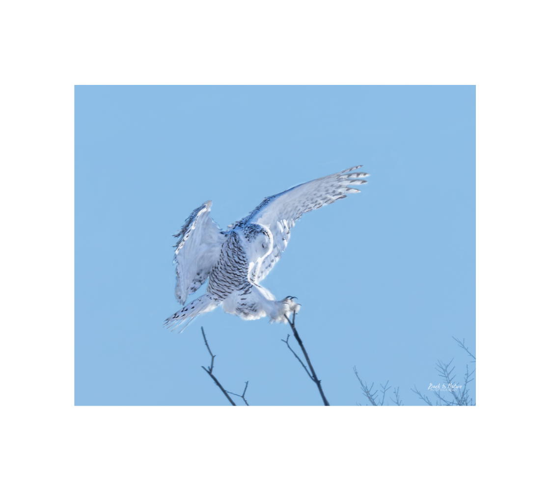 "Precision" Snowy Owl- 10" x 8" Matted Print