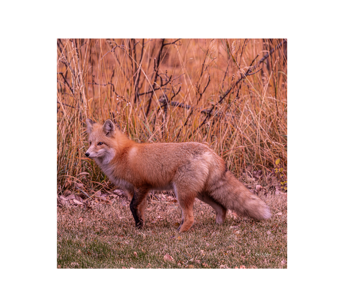Red fox standing in a natural setting with a orange background.
