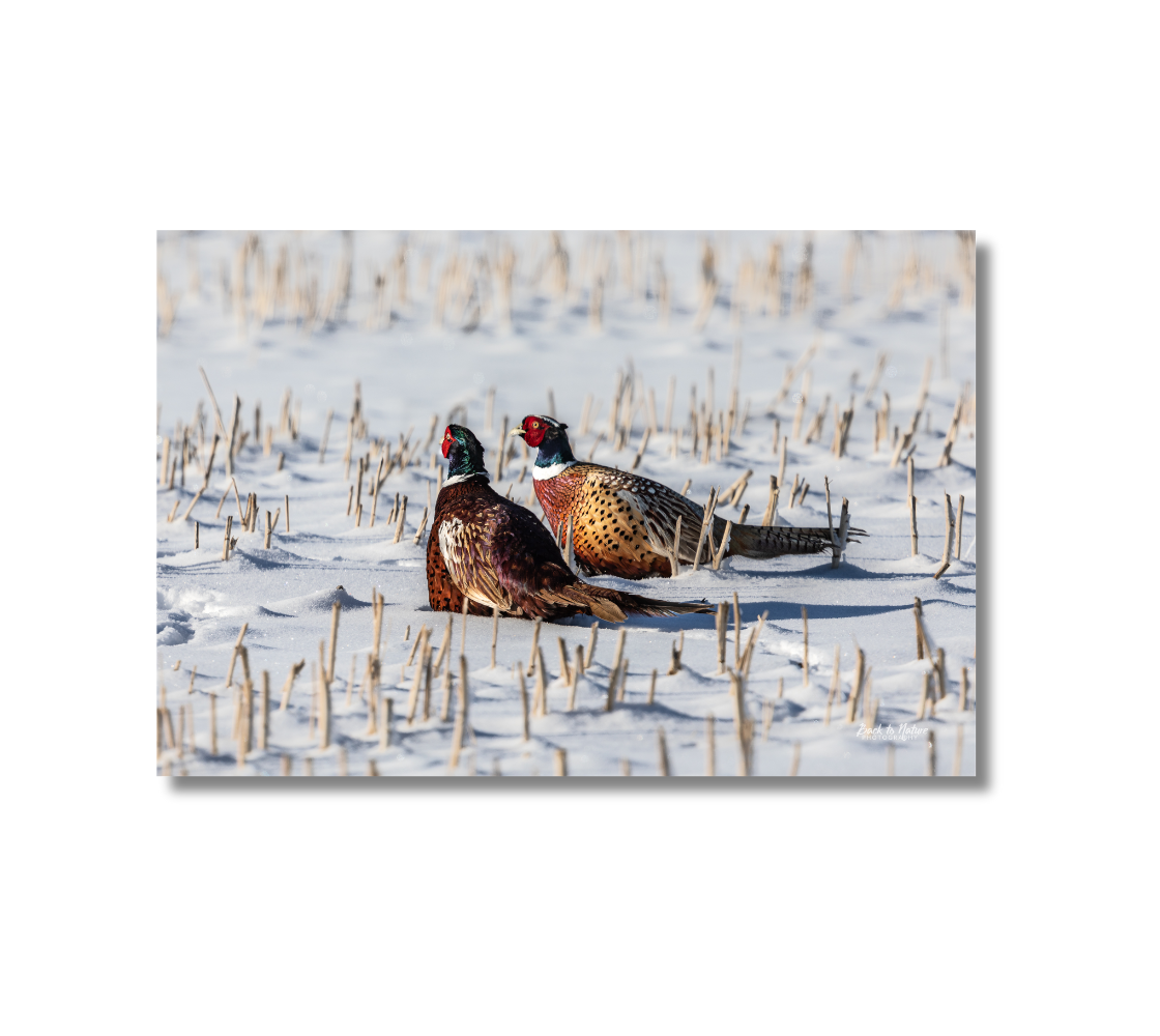 16 x 24 inch fade resistant canvas print. Two male ring-neck pheasants. Background white snow and yellow stubble.  