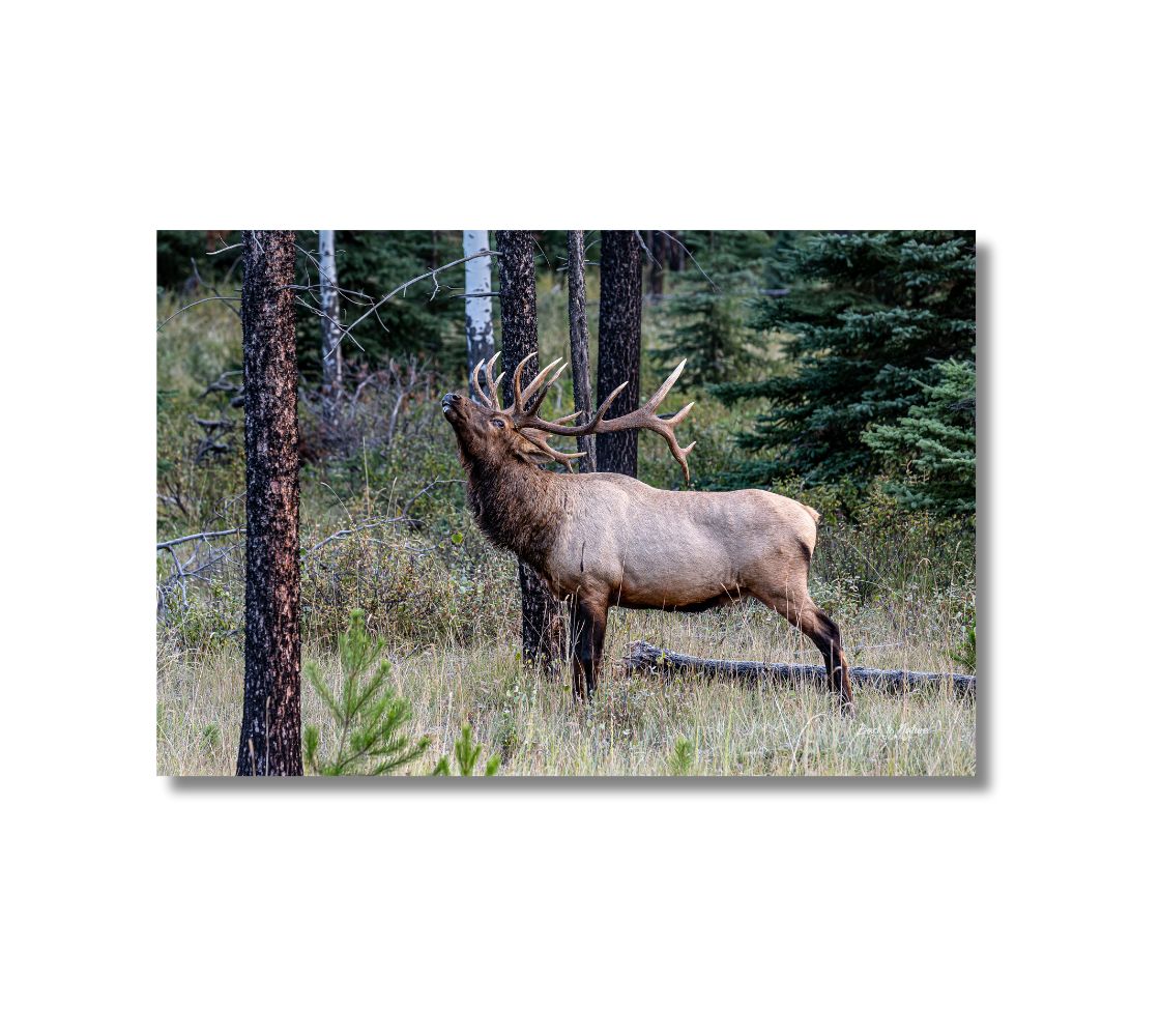 16 x 24 inch fade resistant canvas print, Background green pine trees, bushes with golden green.