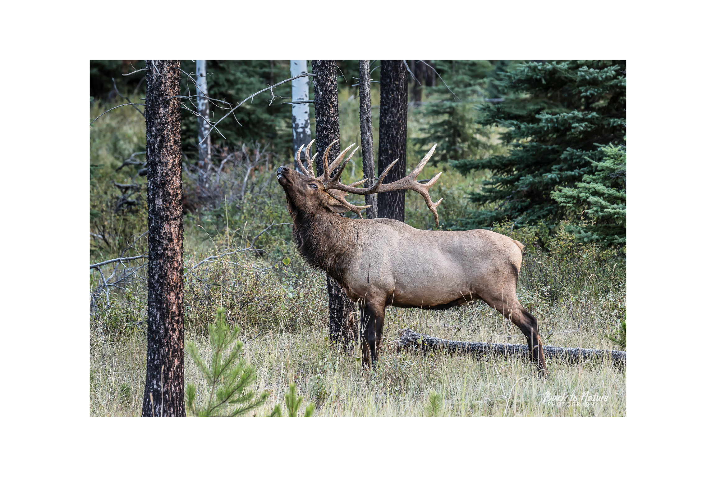 "The Scent in the Air" Bull Elk Canvas Print