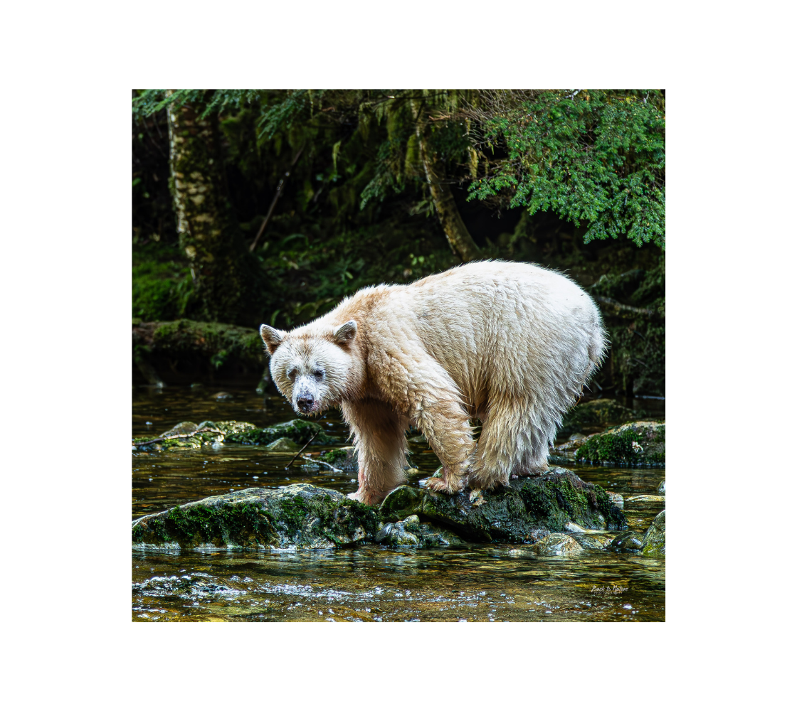 Spirit bear standing on rock with a green background.