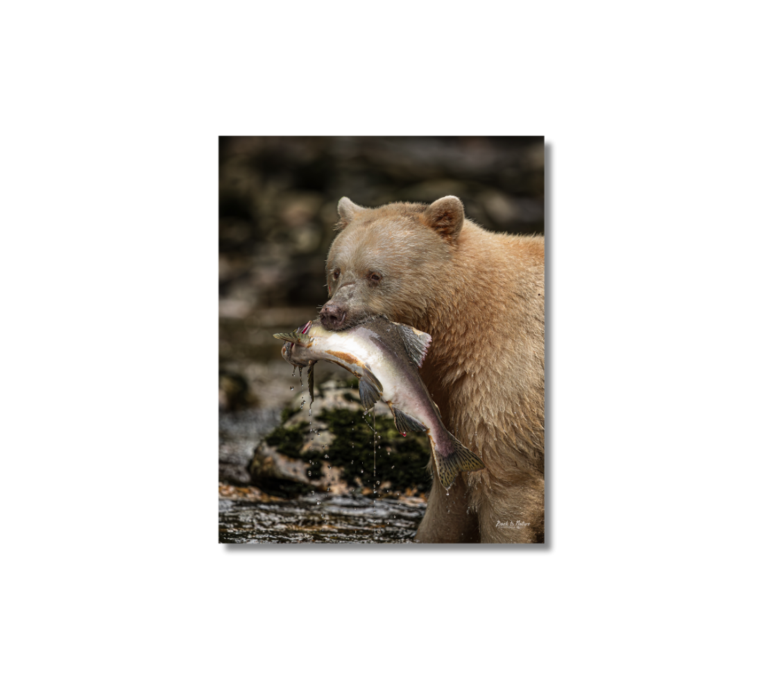 A portrait metal print of our photograph featuring spirit bear holding a fish in its mouth with a natural background.