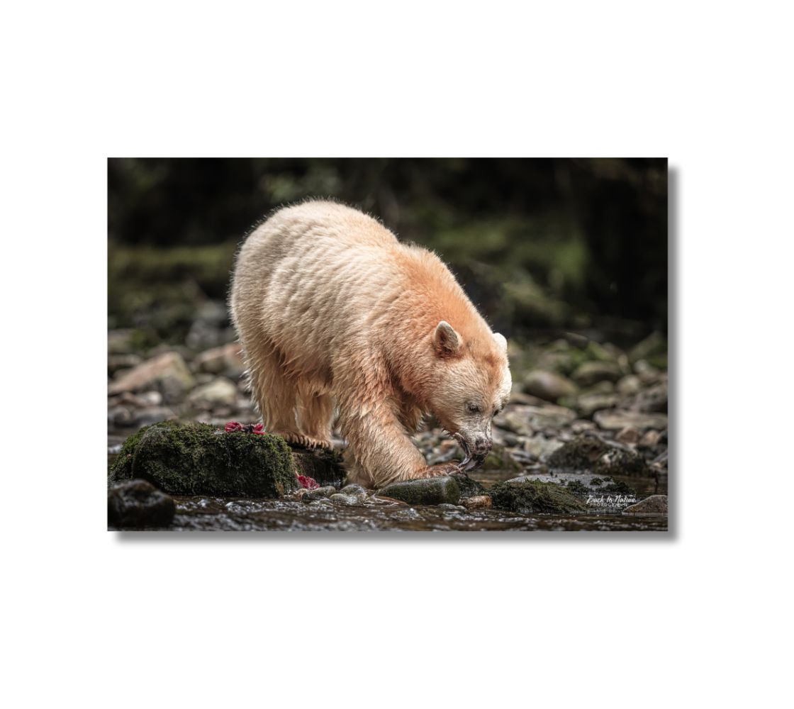 Spirit Bear Canvas Print - Unique And Beautiful Wall Art