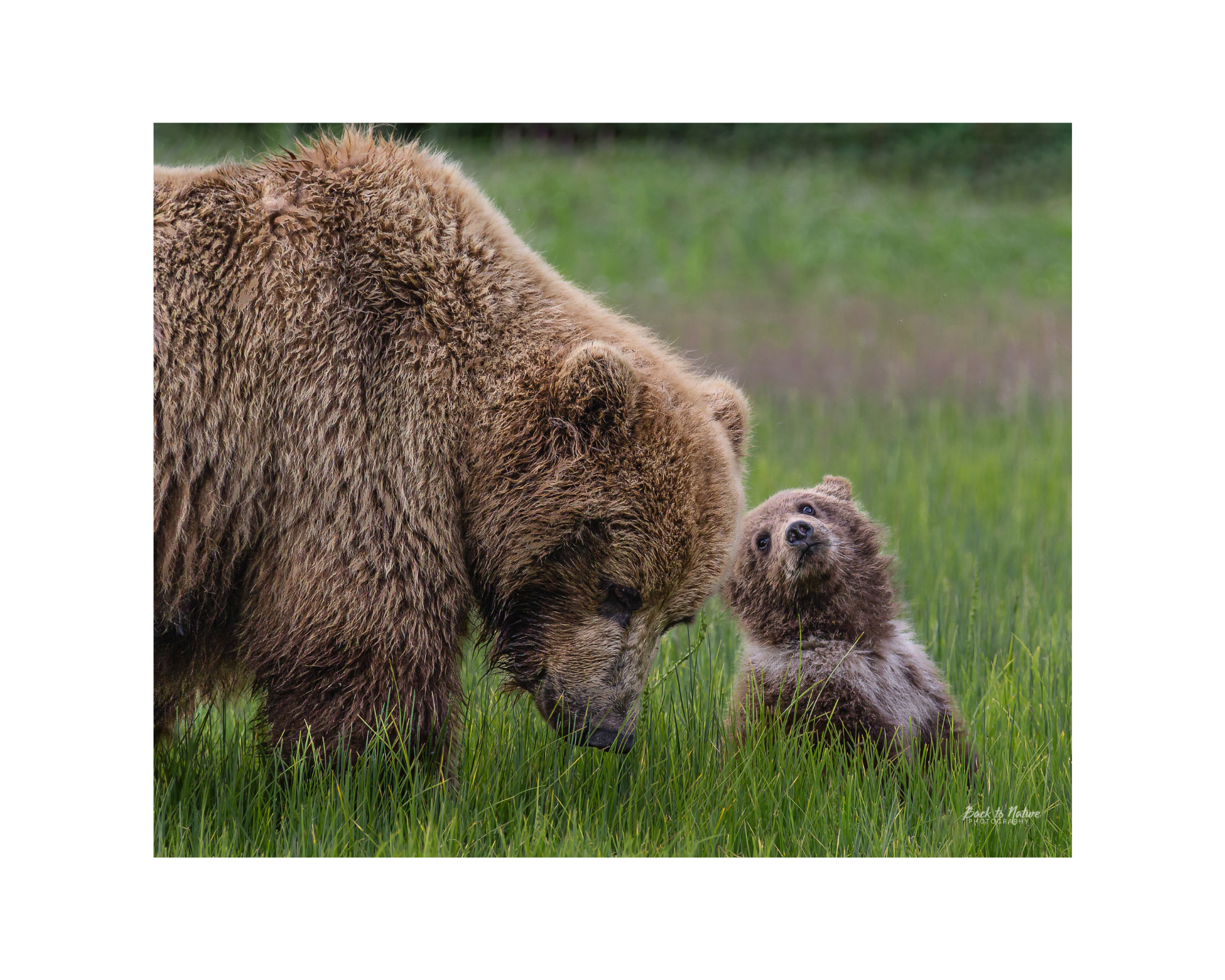 "Tender Moment" Alaskan Brown Bear mom and Cub 10" x 8" Matted Print