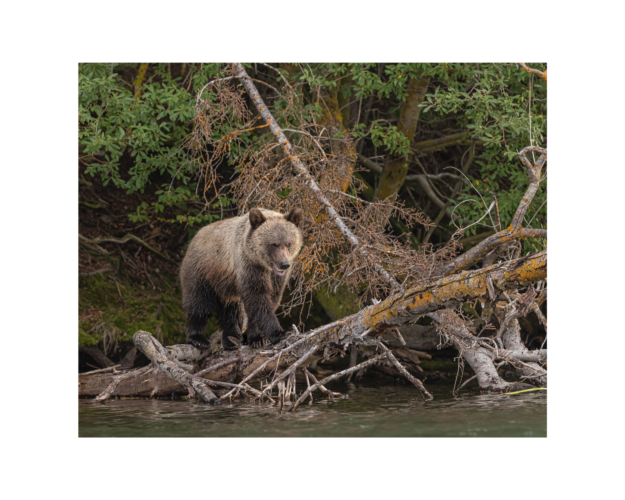 "The Balancing Act" Mountain Grizzly Bear Cub 10" x 8" Matted Print