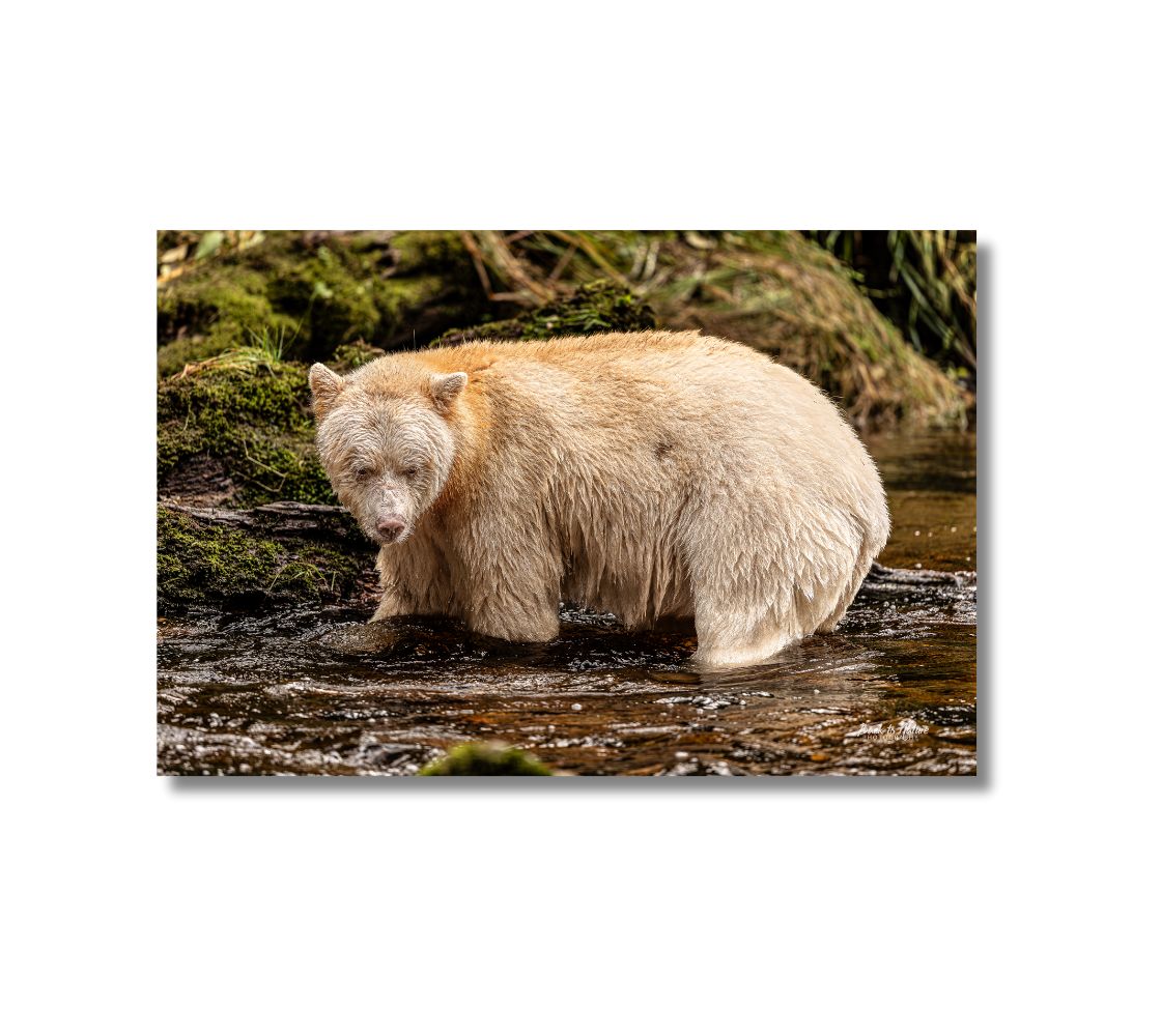 16 x 24 inch fade resistant canvas print. A sprit bear standing in the river. Background is moss covered rocks and river is a gold tone.