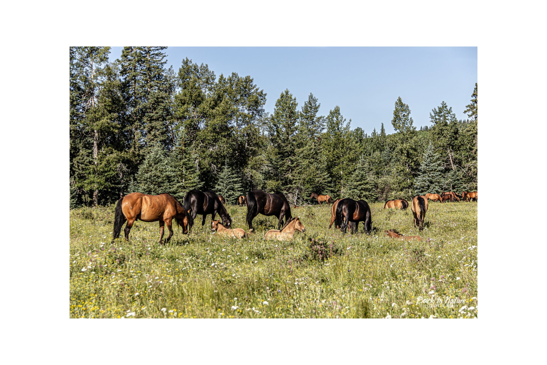 "The Gathering" Alberta Wild Horses  Canvas Print