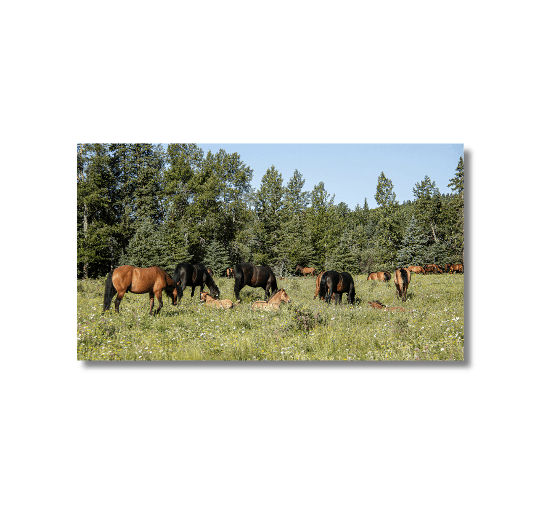 A canvas print of a band of wild mountain horses from our wildlife photography.