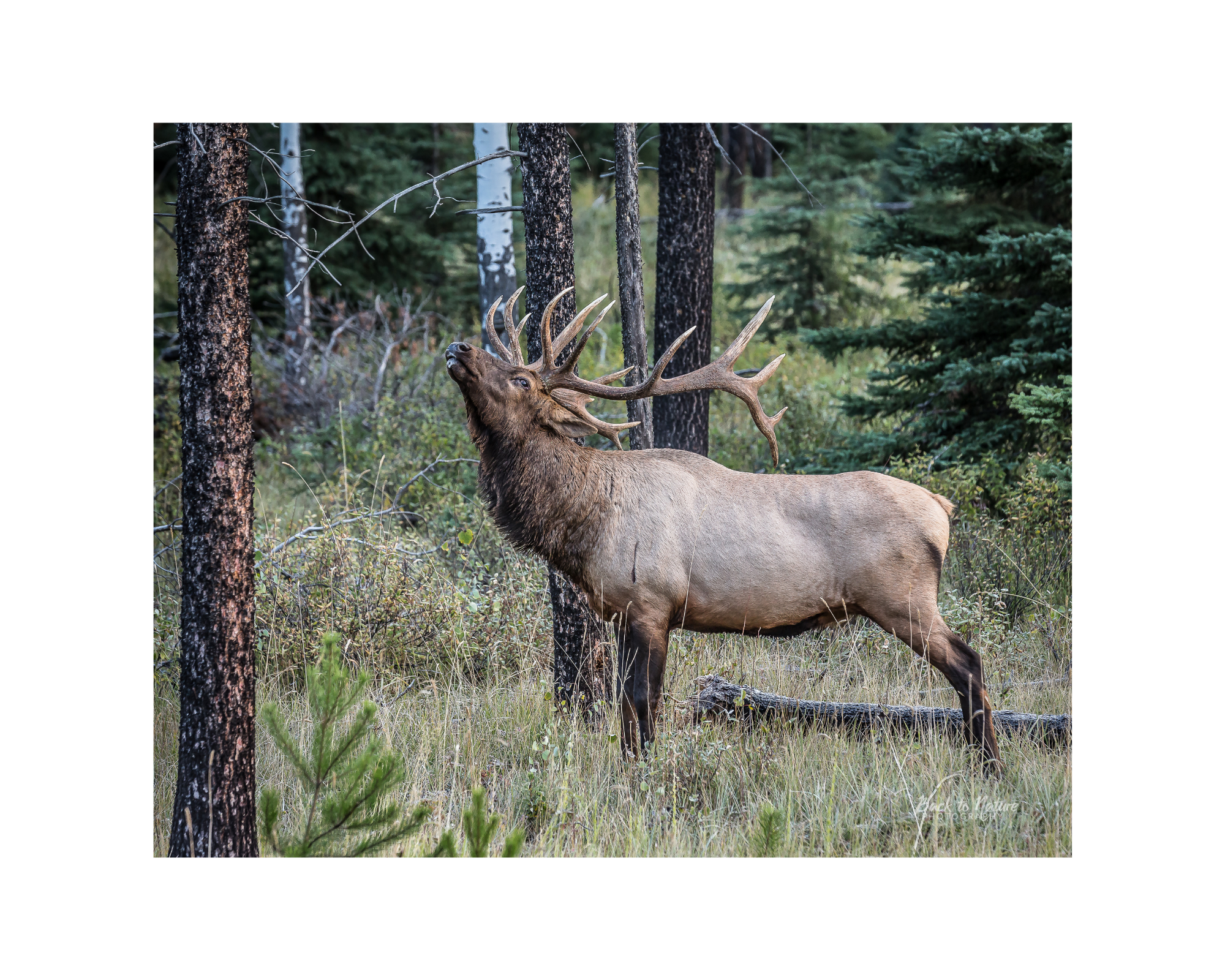 "The Scent In the Air" Bull Elk -10" x 8" Matted Print