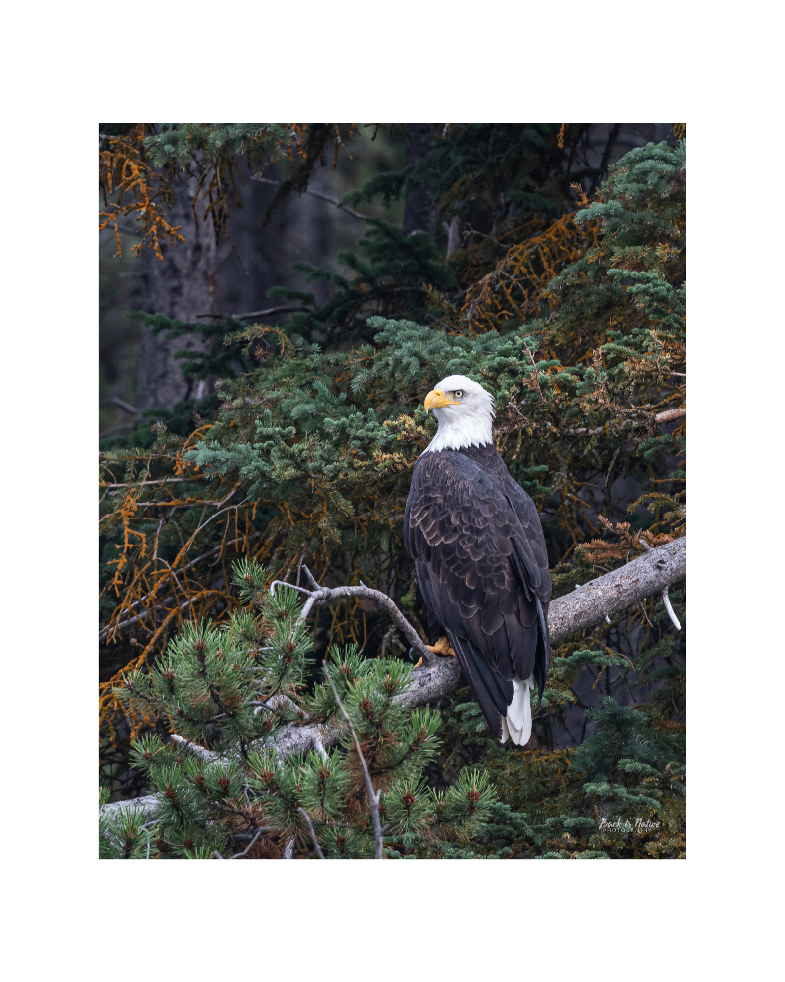 "The Sentinel" 8" x 10" Matted Print Bald Eagle