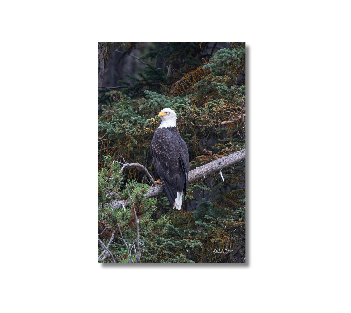 "The Sentinel" Bald Eagle Canvas Print