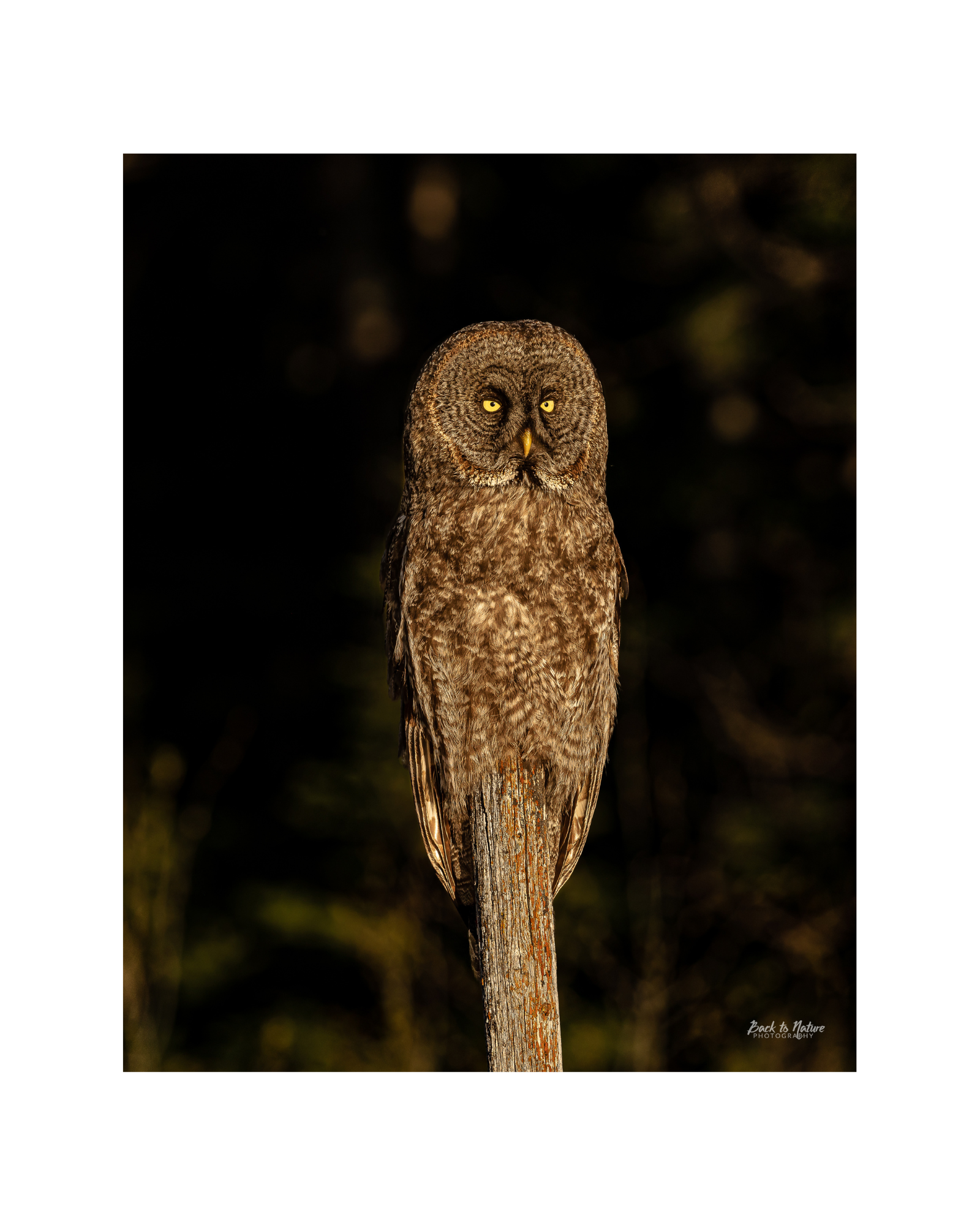 "The Golden Hour" Great Gray Owl 8" x 10" Matted Print
