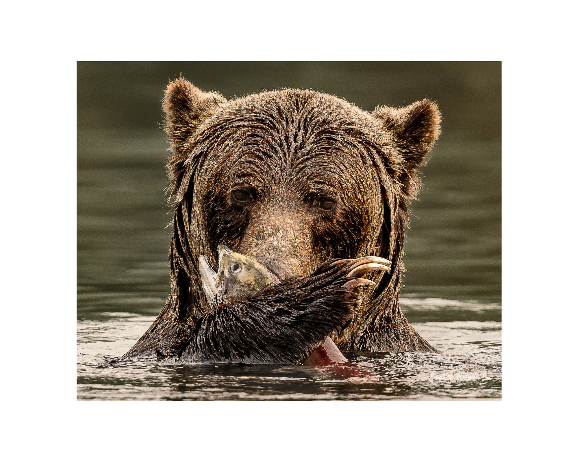 "The Prize" BC Mountain Grizzly Bear - 10" x 8" Matted Print