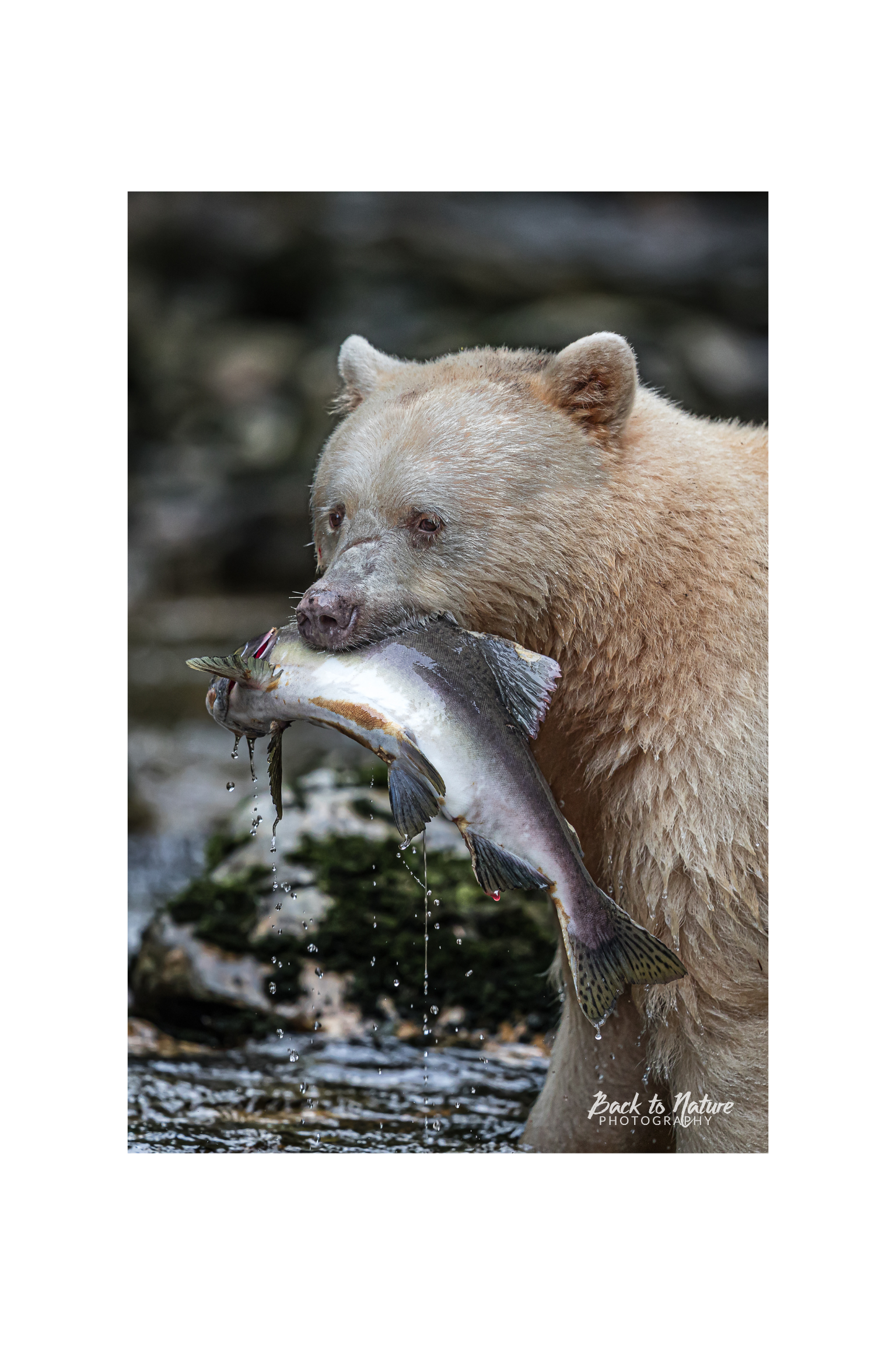 "The Catch" Spirit Bear Canvas Print