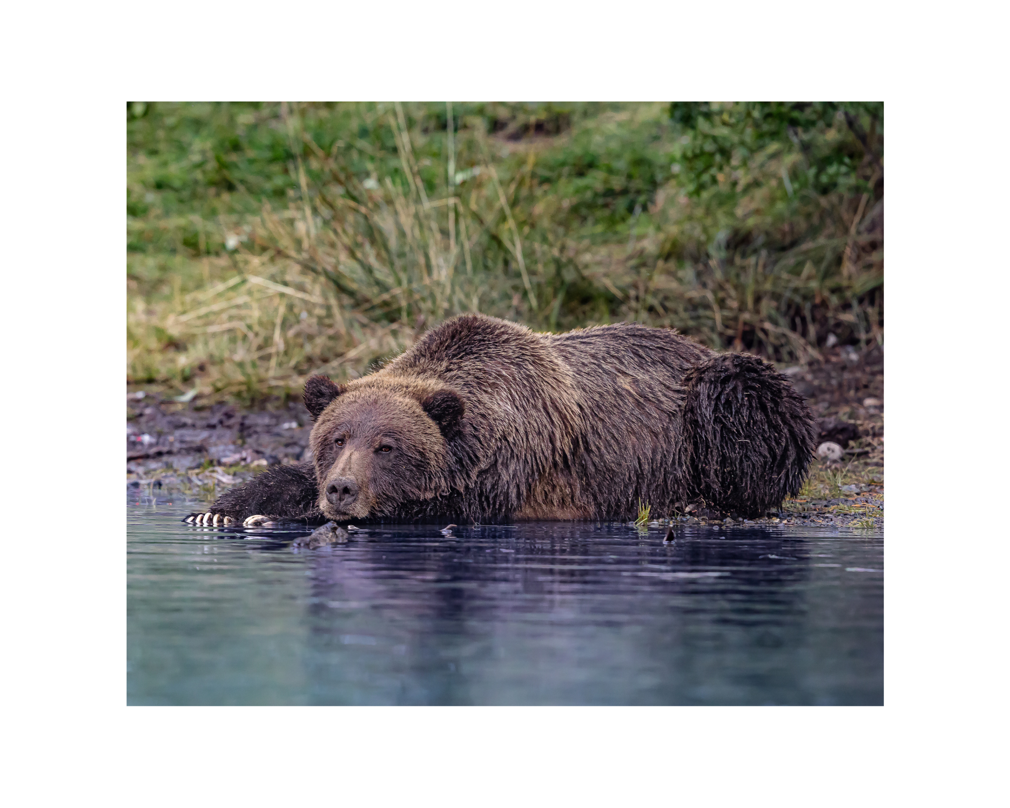 "White Claws" Grizzly Bear - 10" x 8" Matted Print