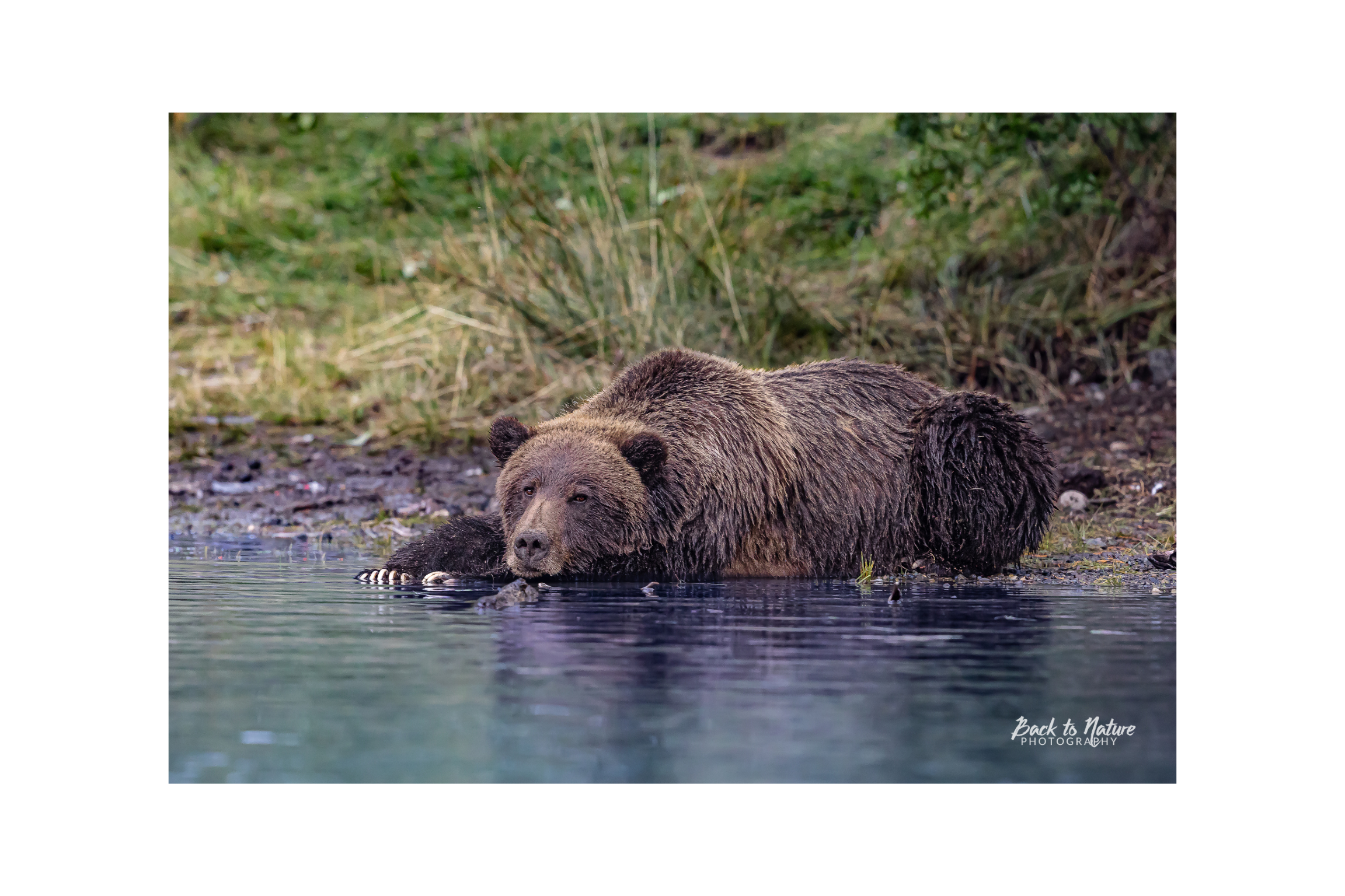 "White Claws" Mountain Grizzly Bear Canvas Print