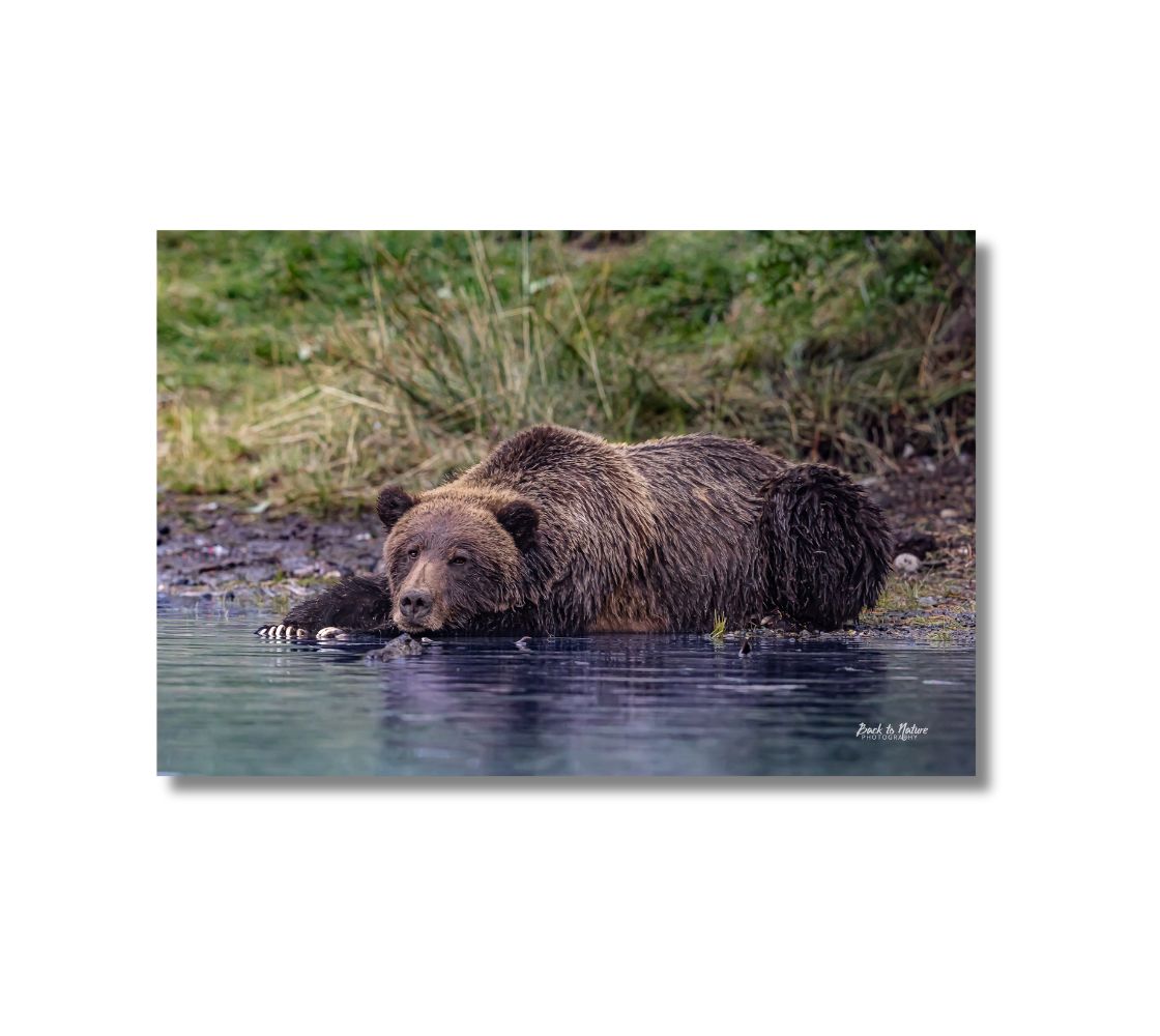 16 x 24 inch fade resistant canvas print. Grizzly bear sleeping by the river. Background green grass and blue water.