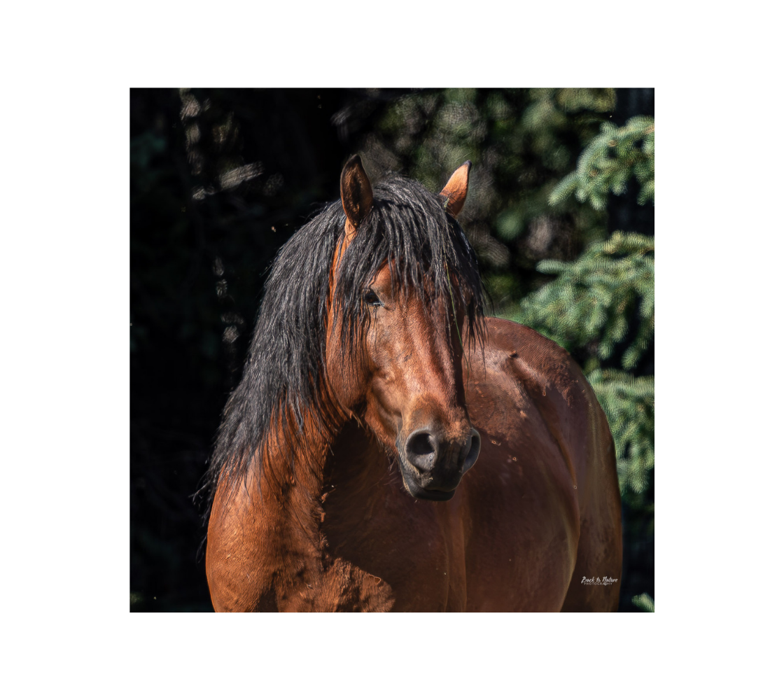 A portrait of a wild horse with a black and green background.