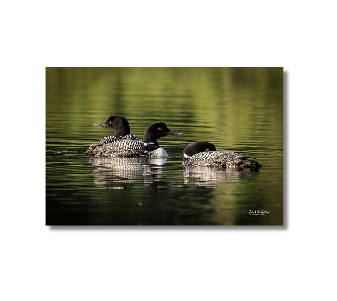 16 x 24 inch fade resistant canvas print. Thee loons together.  Background shads of green.