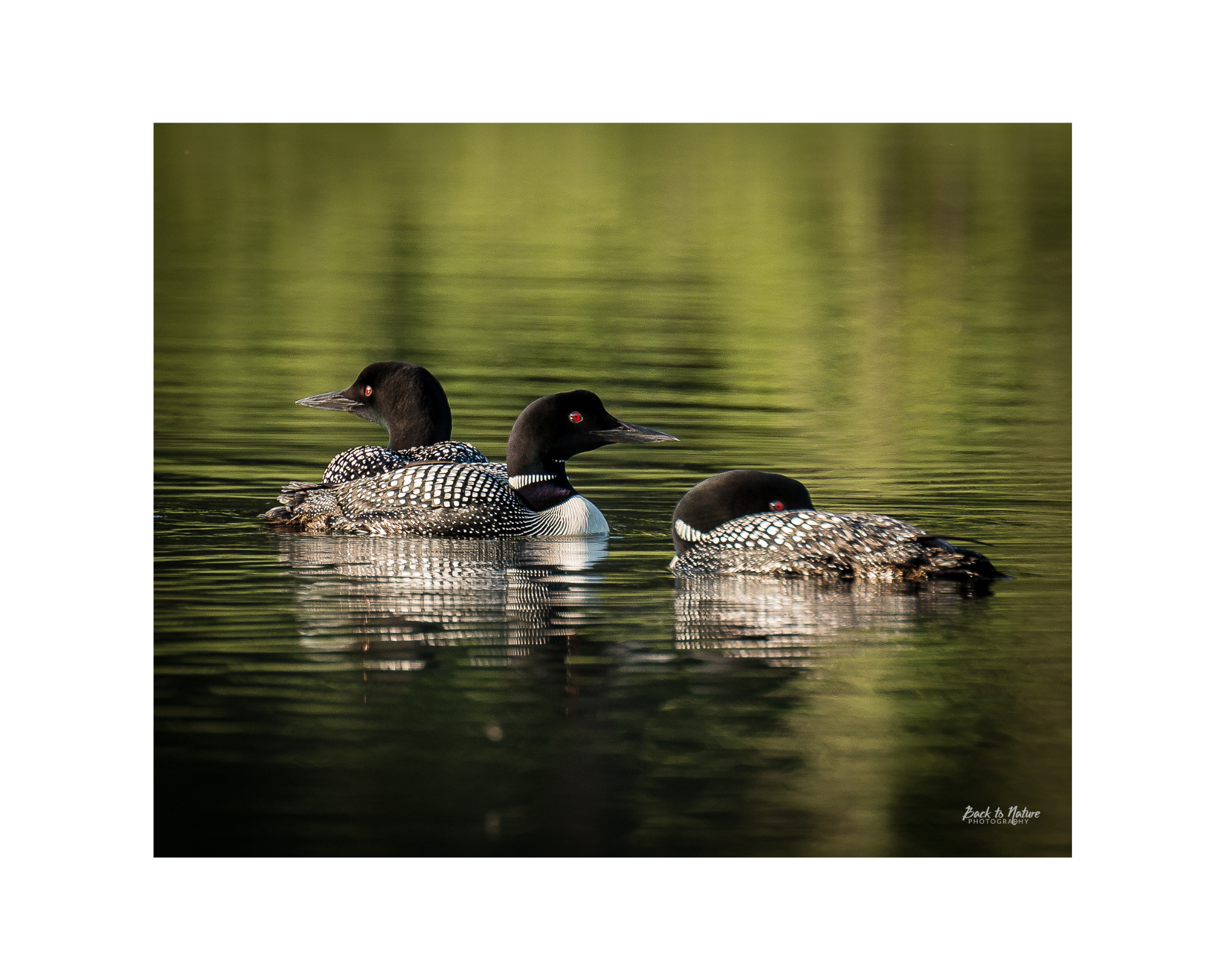 "Wilderness Melody" Common loons - 10" x 8" Matted Print