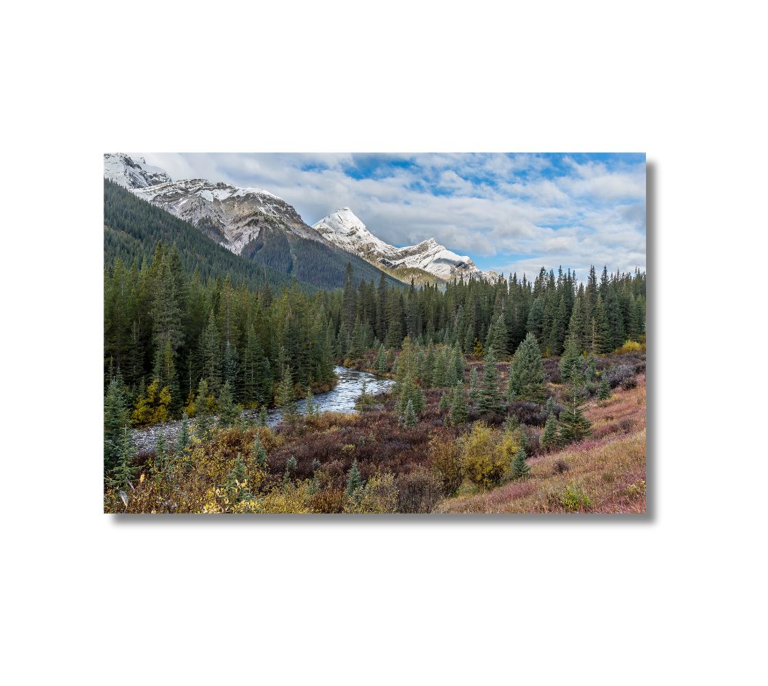 16 x 2 inch fade resistant canvas print. mountain scene in the autumn. Background blue sky with white clouds. Green spruce trees and red ground cover.