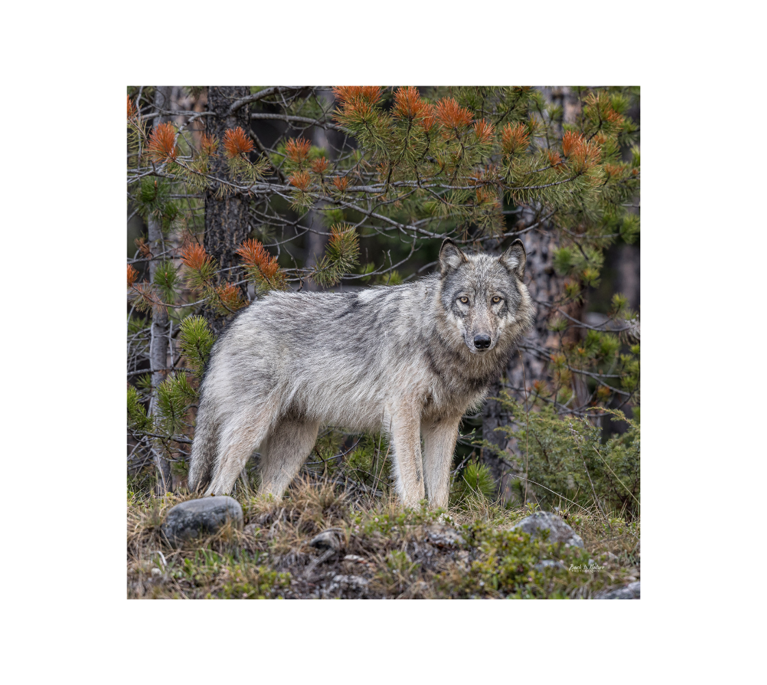 Wolf standing in a forest with trees and rocks in the background.